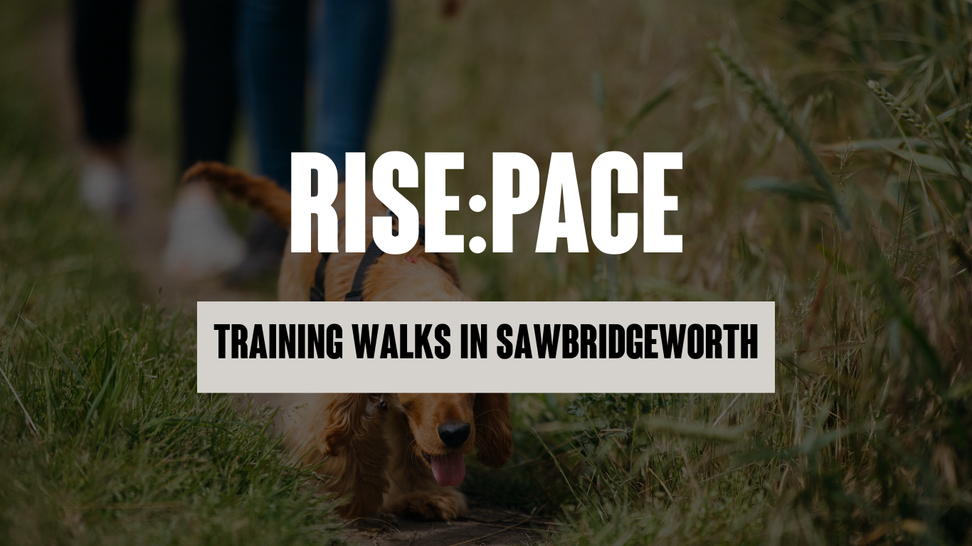 RISE:PACE - Small Group Dog Training Walks in Sawbridgeworth and Harlow