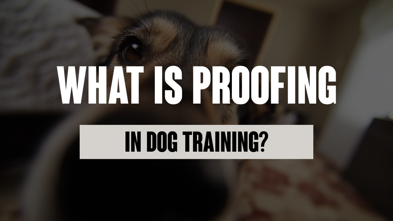 What is Proofing in Dog Training?