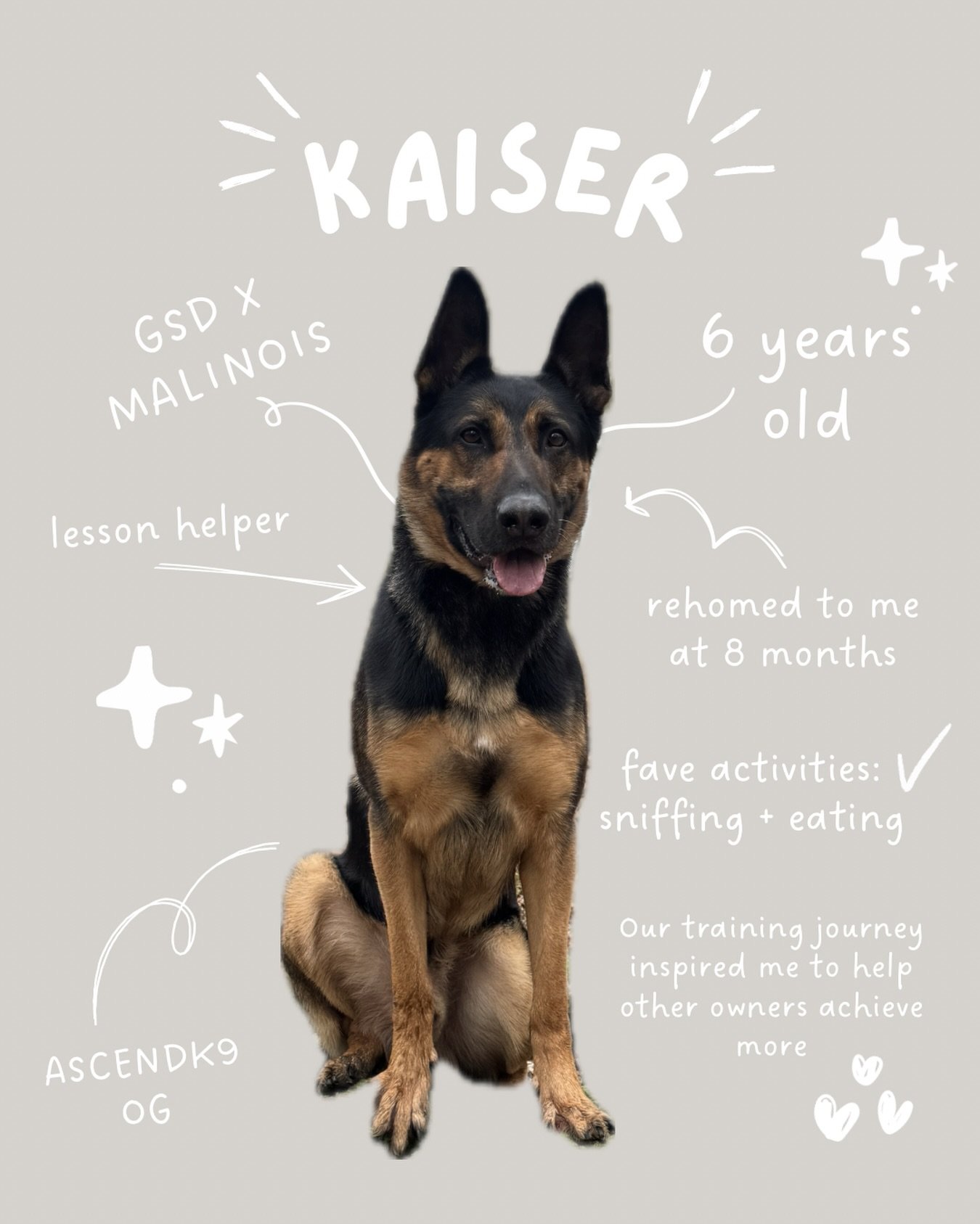 Meet Kaiser (Kai) 🐾 

my personal dog and my biggest inspiration. I took him on at 8 months as his third owner. He was dog reactive, had little boundaries, and zero off switch. We made mistakes (and sometimes things got worse before they got better)