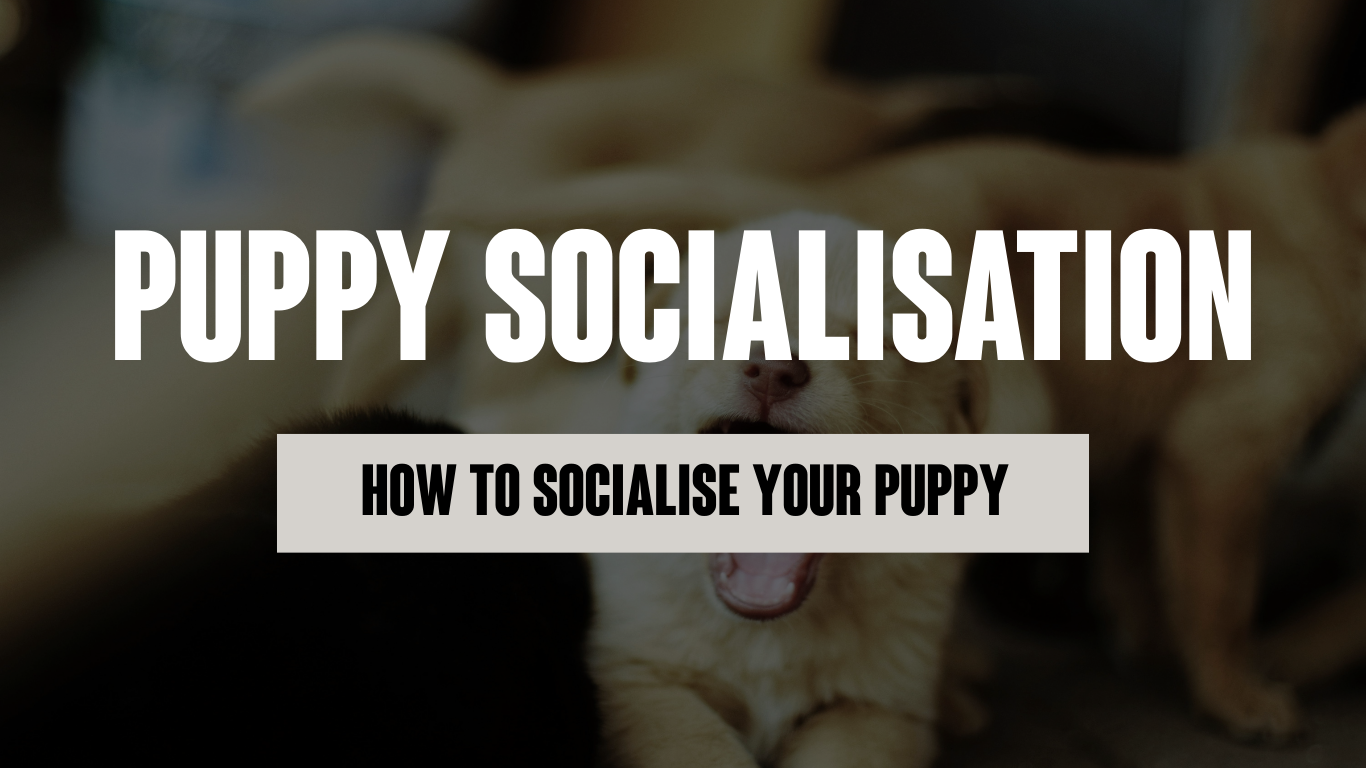 Puppy Socialisation: How to Train and Socialise Your Puppy for Lifelong Confidence