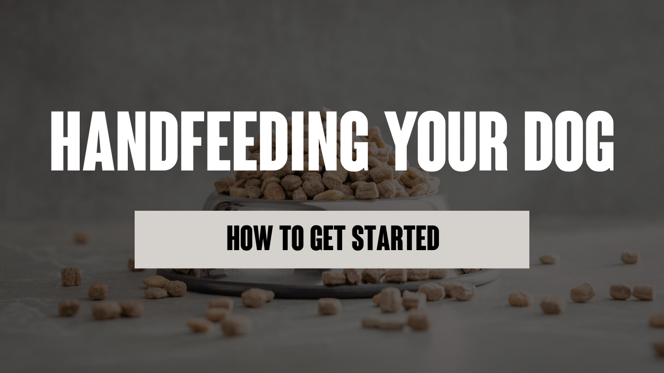 Handfeeding Your Dog: How to Use Daily Meals for Dog Training Success