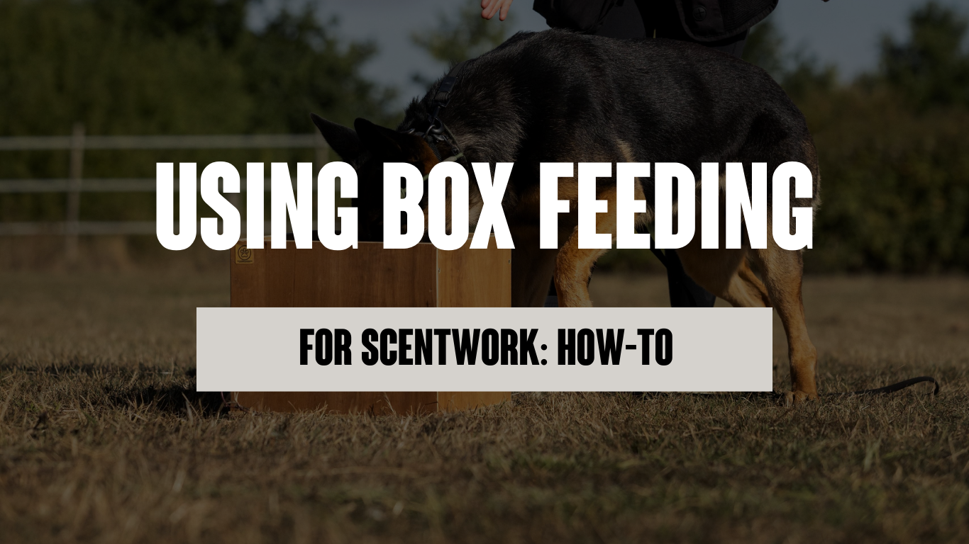 Using Box Feeding for Scent Work