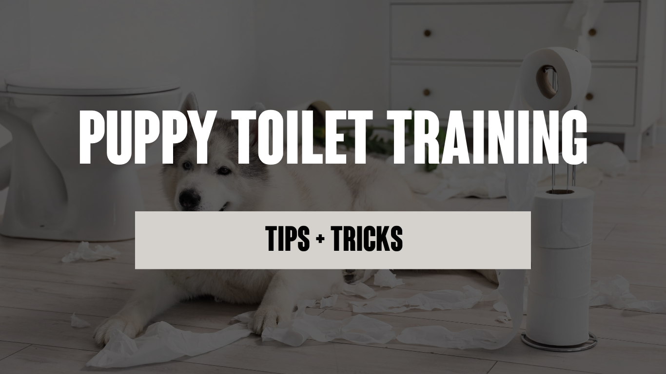 Puppy Toilet Training: Tips and Tricks