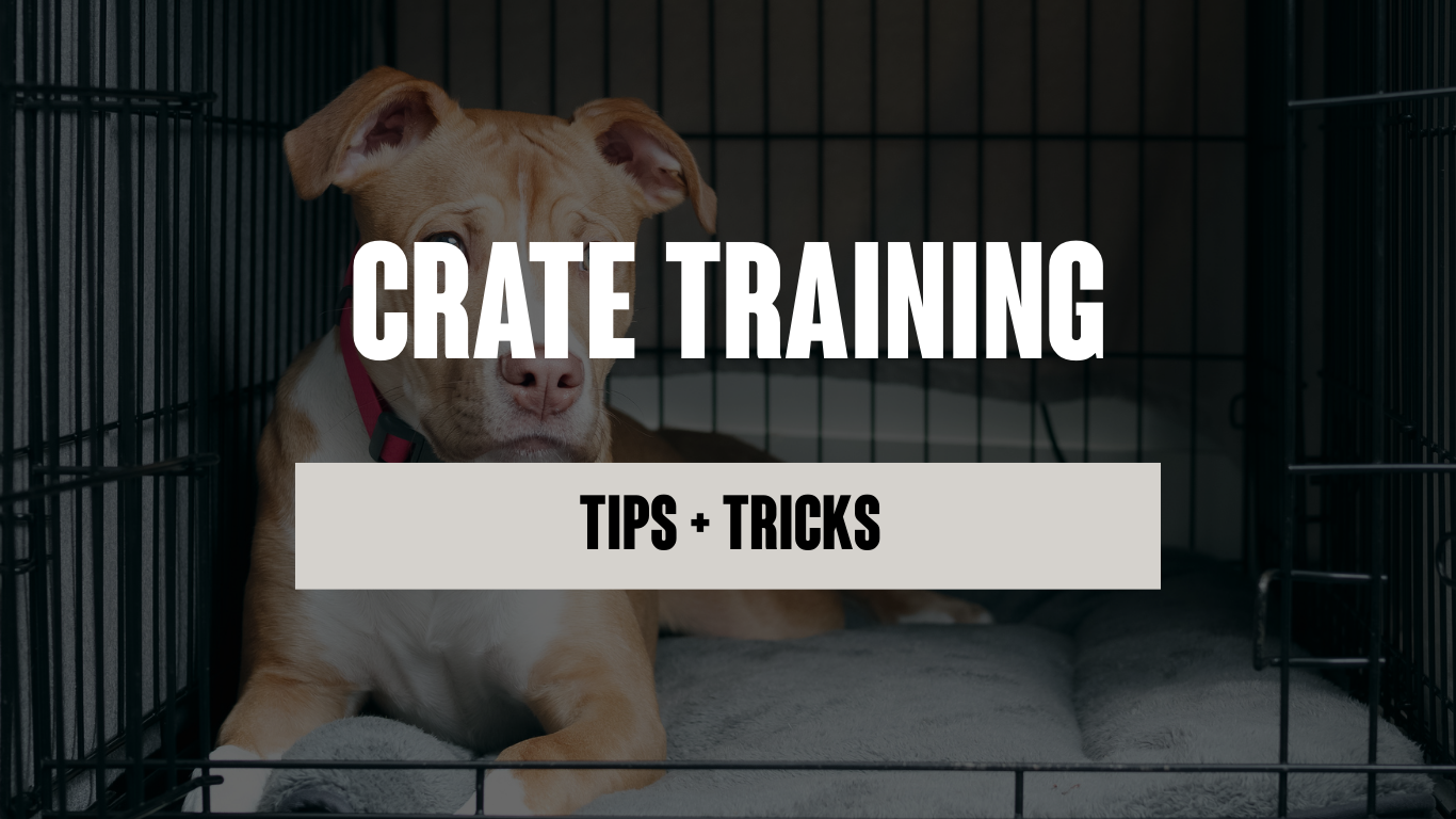 Crate Training: Tips and Tricks