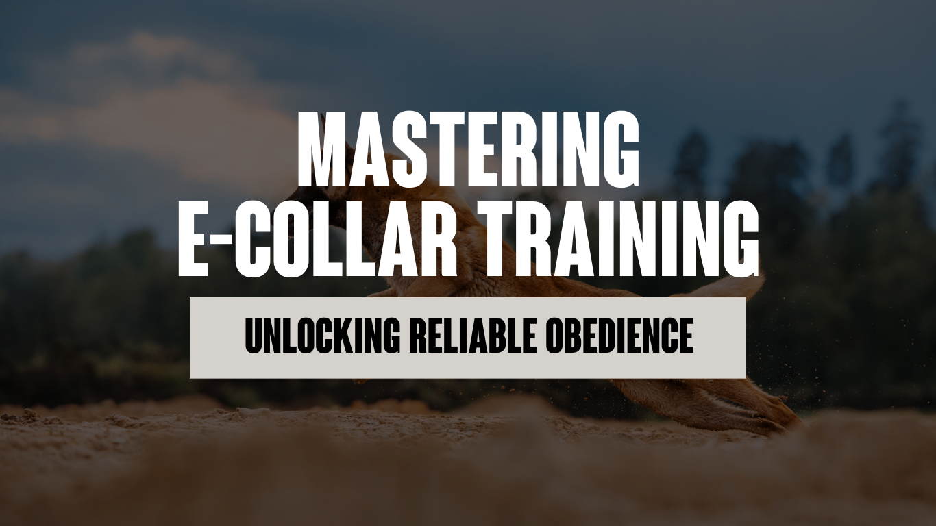 Mastering E-Collar Training: Unlocking Reliable Obedience and Stronger Bonds