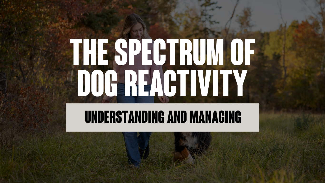 The Spectrum of Dog Reactivity: Understanding and Managing Your Dog’s Behaviour