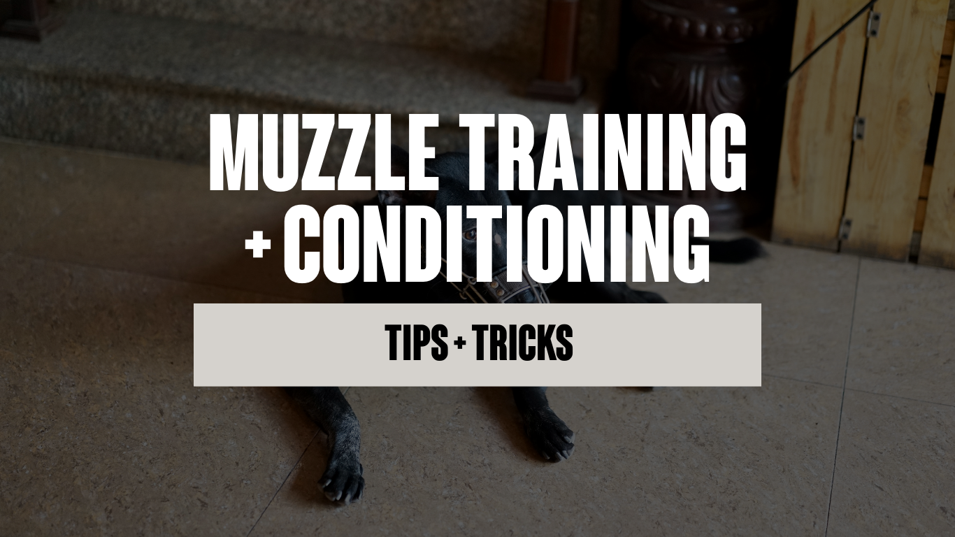 Muzzle Training &amp; Conditioning
