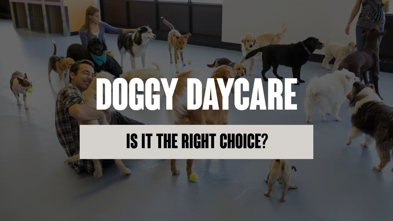 Is Doggy Daycare the Right Choice for Your Dog?