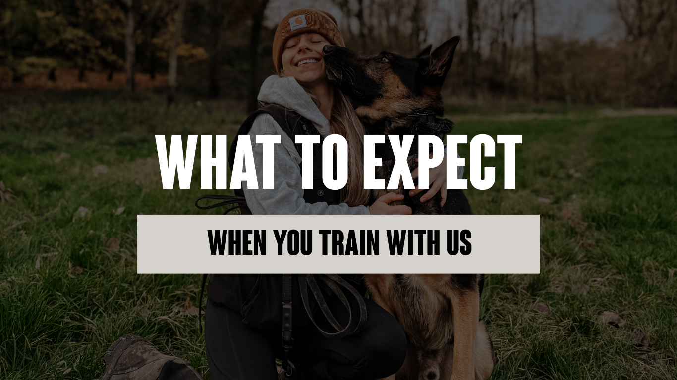 What to Expect When You Start Dog Training with ASCENDK9