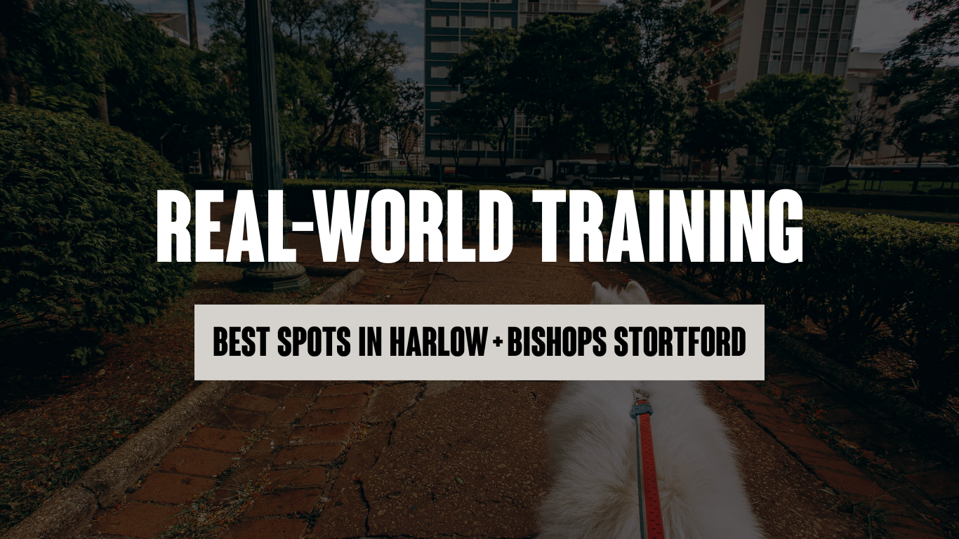 Real-World Training: My Favourite Spots in Harlow &amp; Bishops Stortford for Building Neutrality and Manners