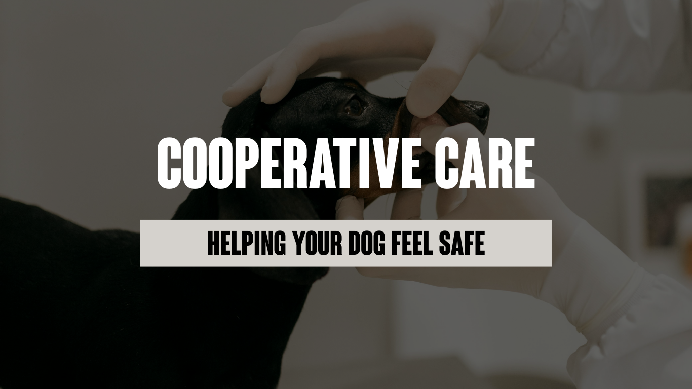 Cooperative Care: Helping Your Dog Feel Safe, Understood and Empowered