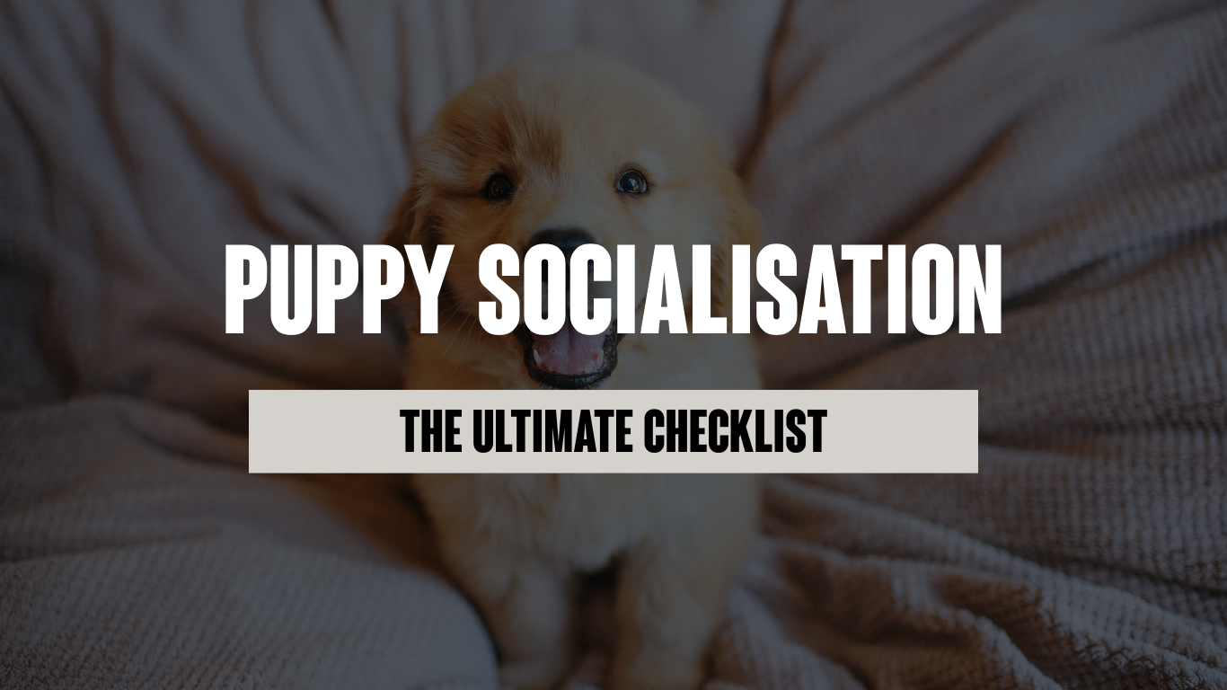 The Ultimate Puppy Socialisation Checklist (Free Download Inside!)