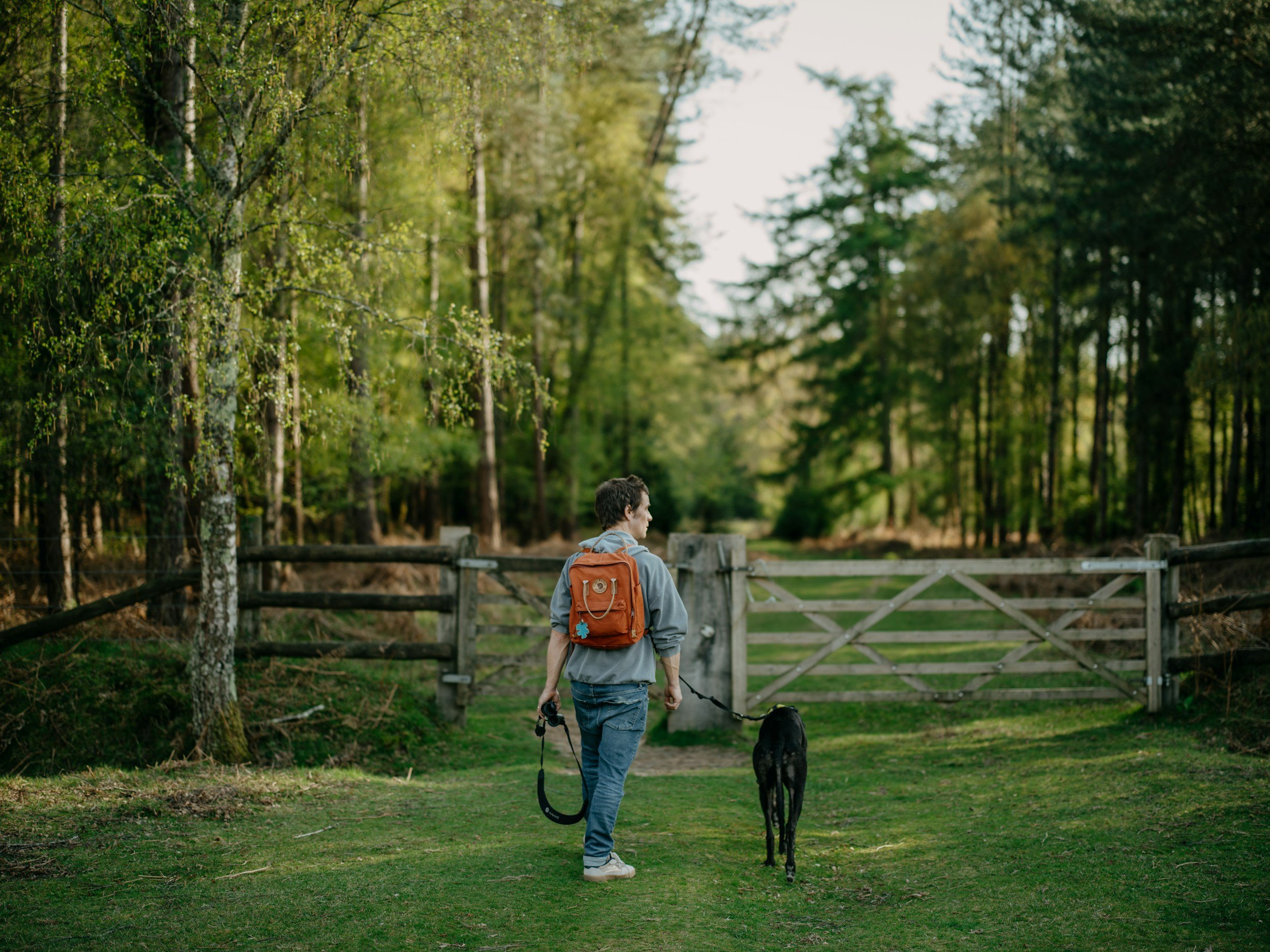 A brief guide on what to look for in a dog care professional