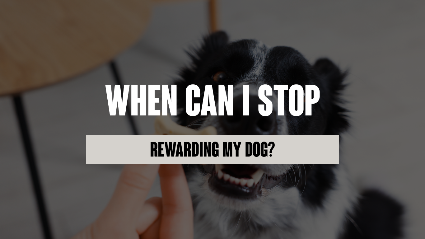 When Can I Stop Rewarding My Dog?