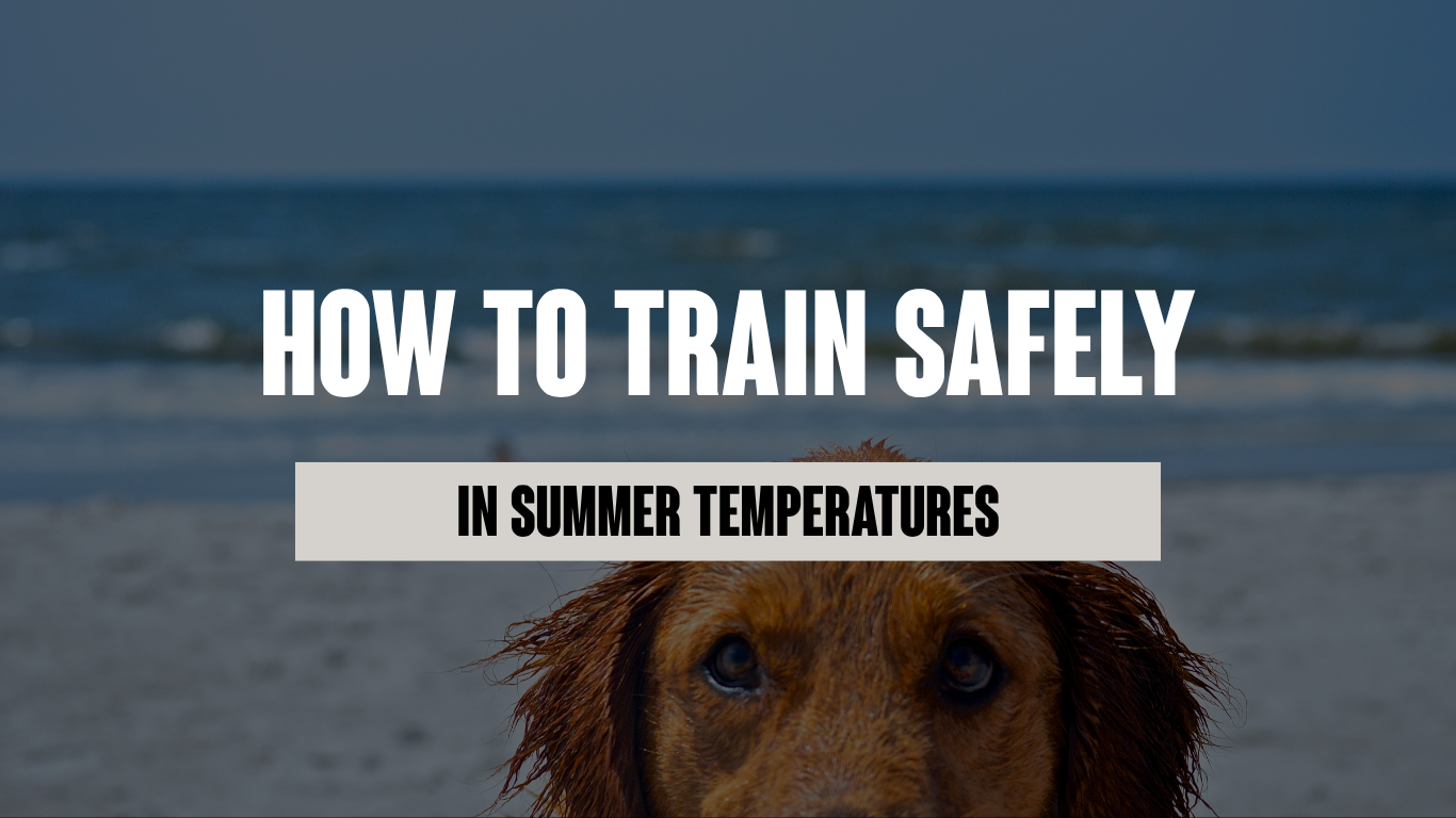 How to Train Your Dog Safely in Summer Temperatures