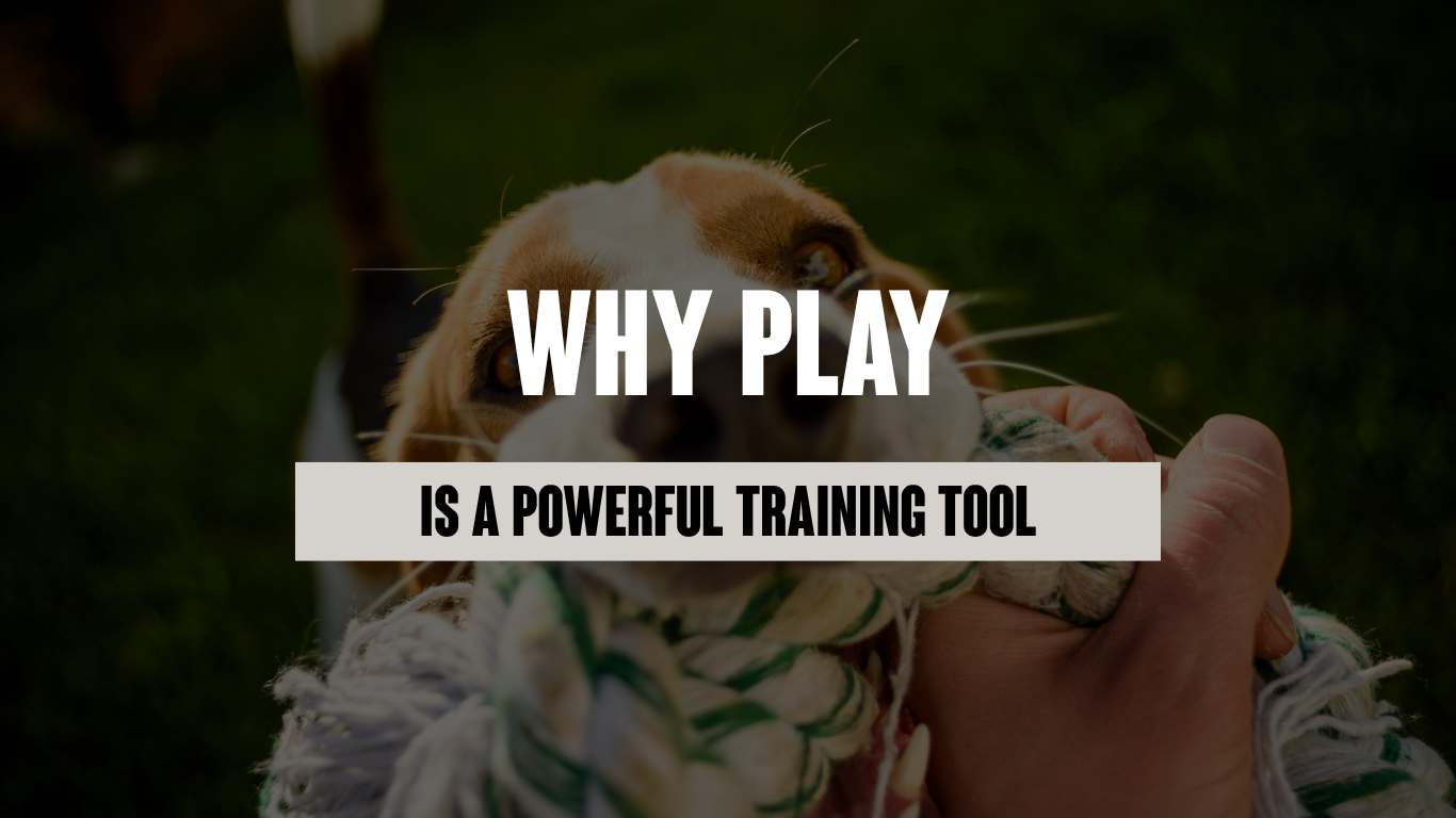 Why Play Is One of the Most Powerful Training Tools for Your Dog