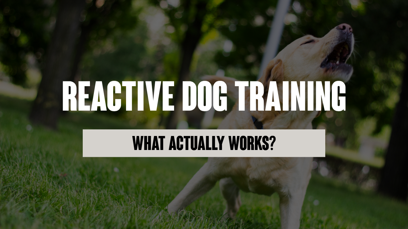Reactive Dog Training in Harlow: What Actually Works?