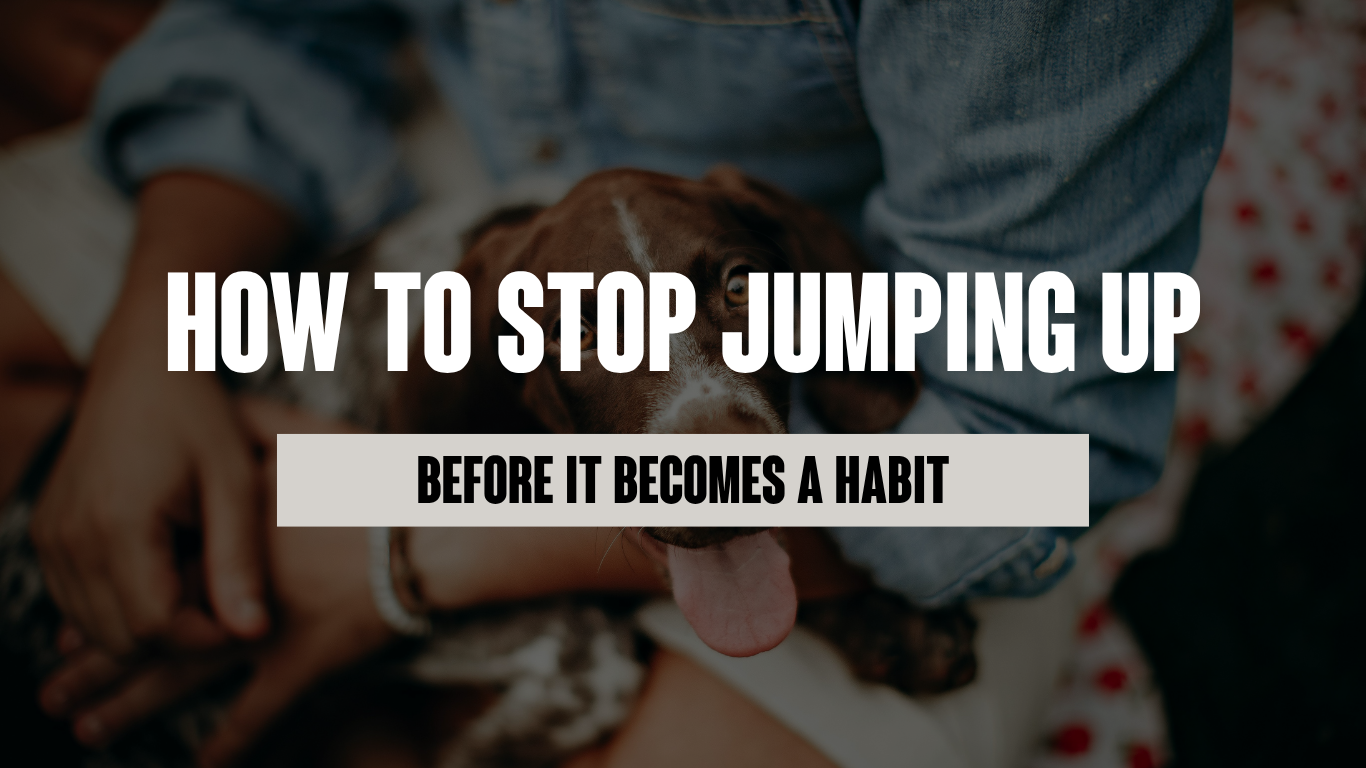 How to Stop Jumping Up Before It Becomes a Habit