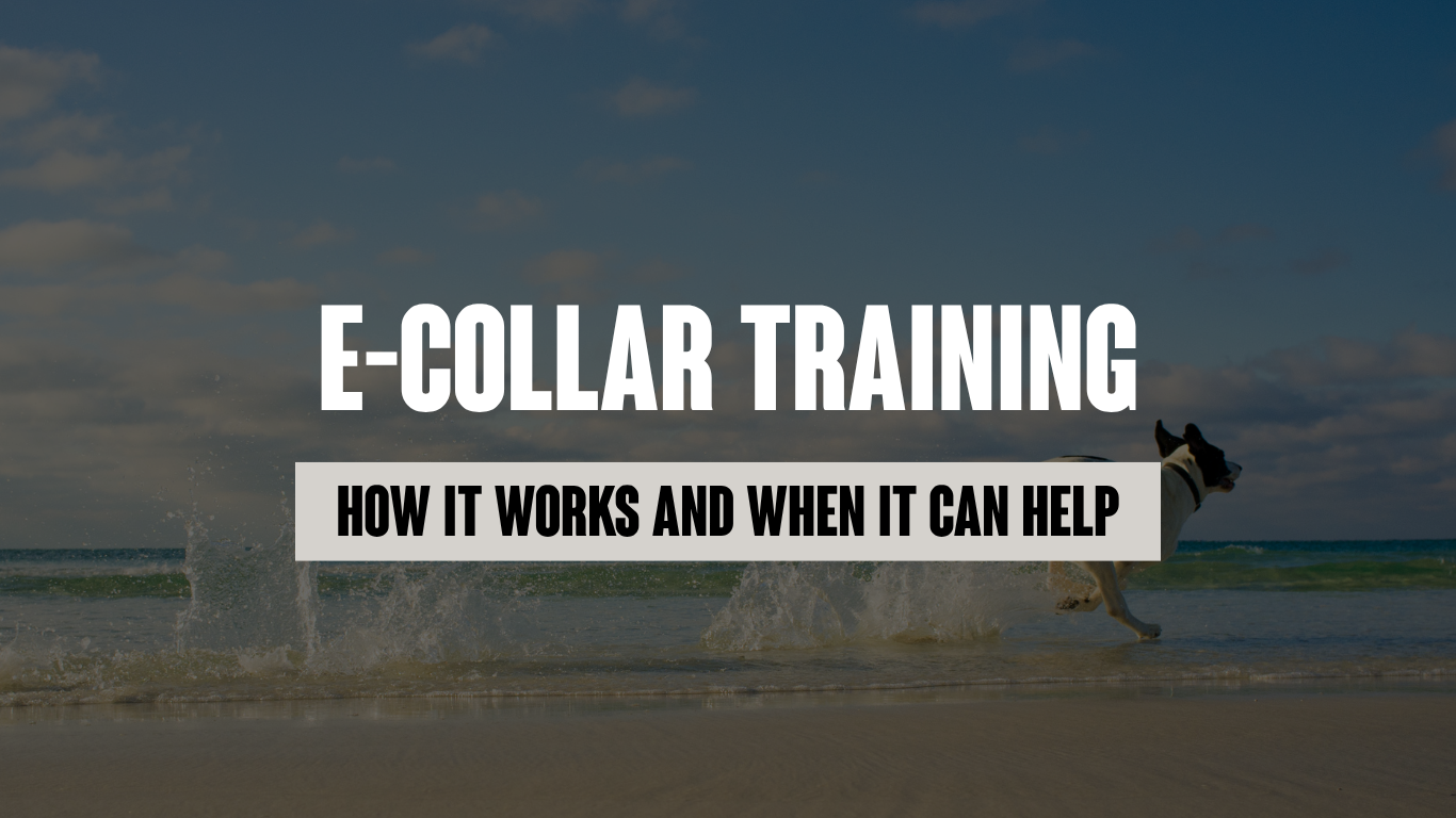 E-Collar Training: How It Works and When It Can Help