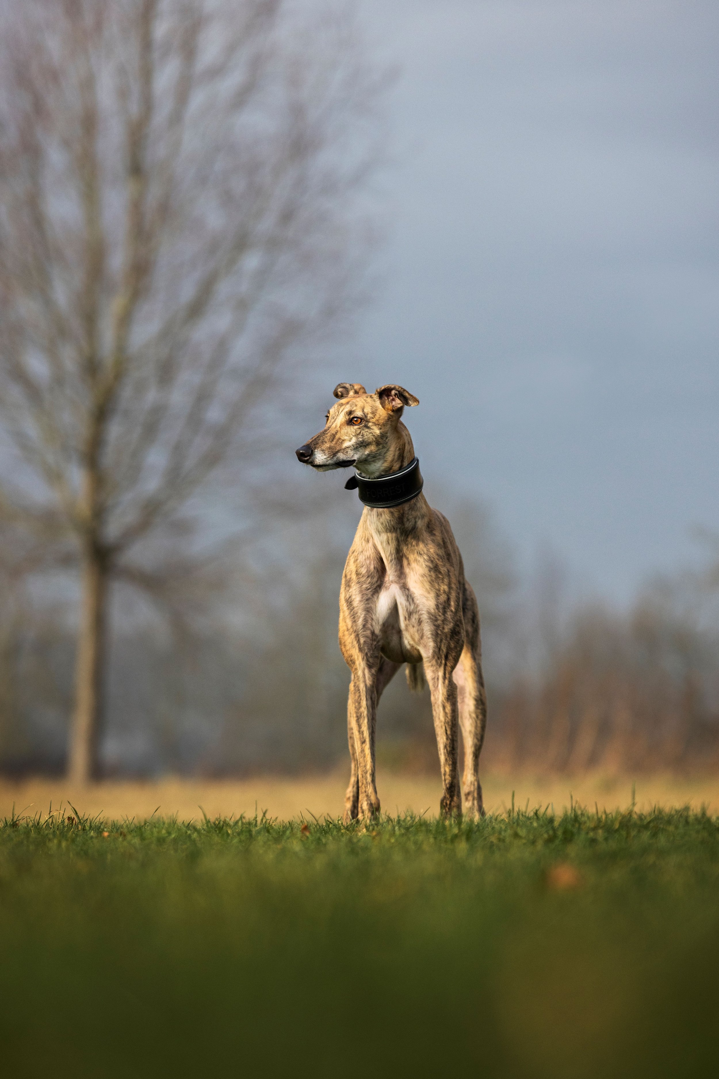A brindle-coated dog standing on grass with a blurred background of trees and a cloudy sky.