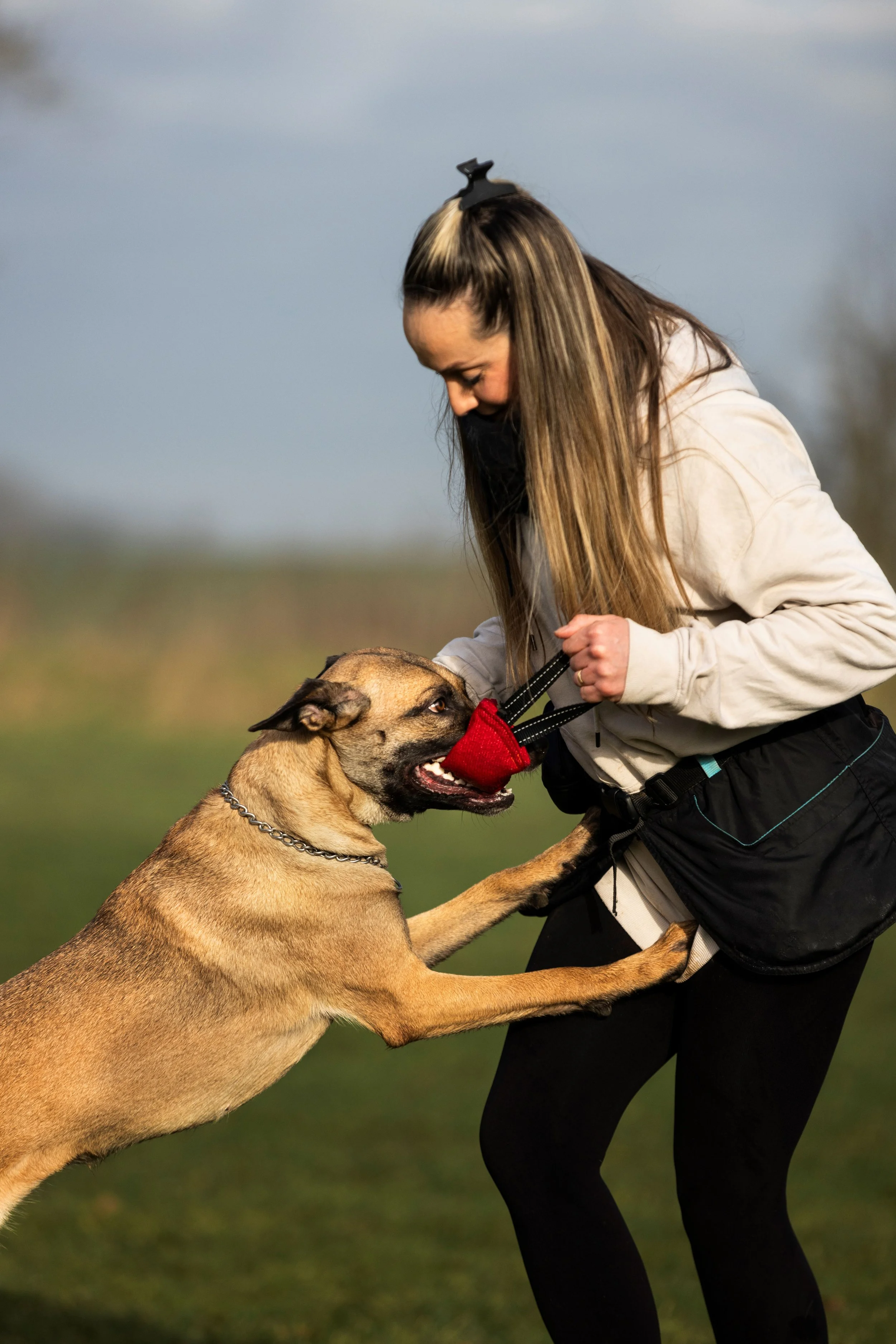 A woman in athletic clothing and a black face mask trains a Belgian Malinois dog using a bite sleeve outside on a grassy field.