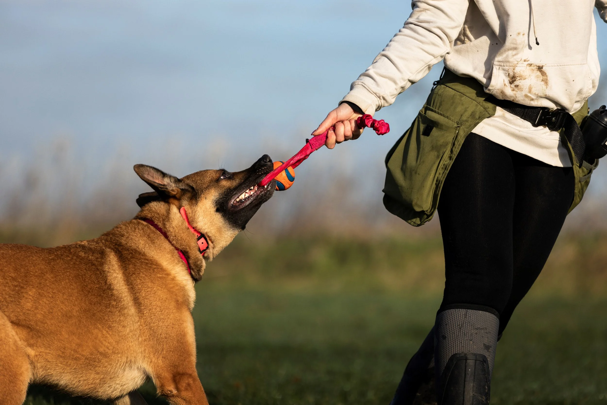 Person playing tug of war with a Belgian Malinois dog outdoors, holding a pink tug toy while the dog pulls on it with a ball in its mouth, on a grassy field with a cloudy sky in the background.