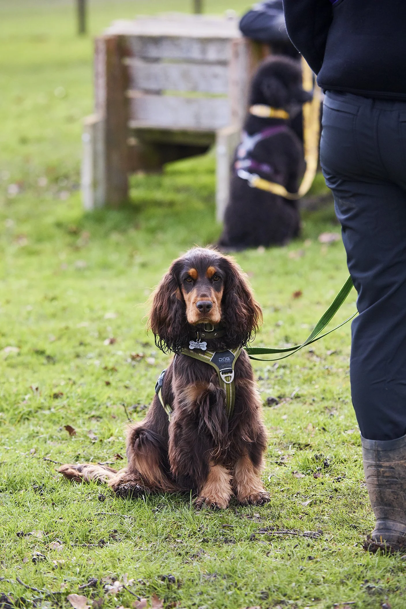 A brown and black dog sitting on grass, wearing a harness, with a person nearby. In the background, another black dog is sitting next to a wooden structure, on a grassy field.