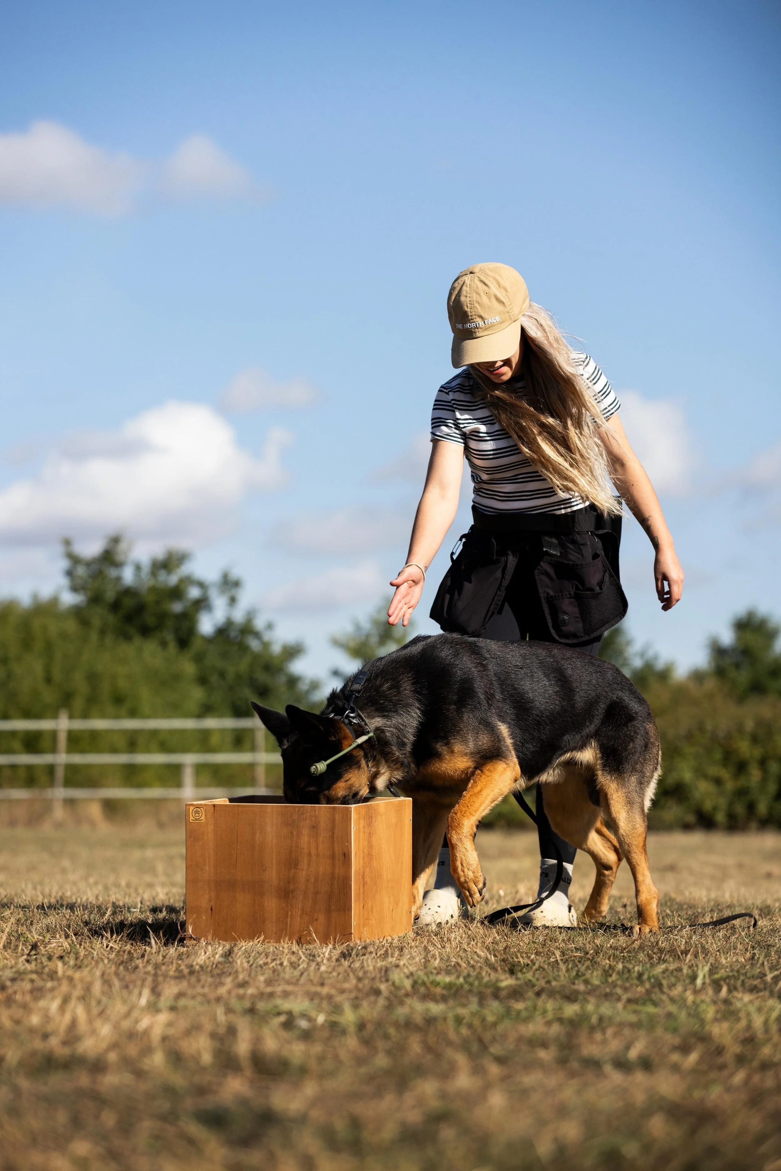 A woman in a striped shirt and beige cap trains a German Shepherd dog to pick up a wooden box outdoors on a grassy field.