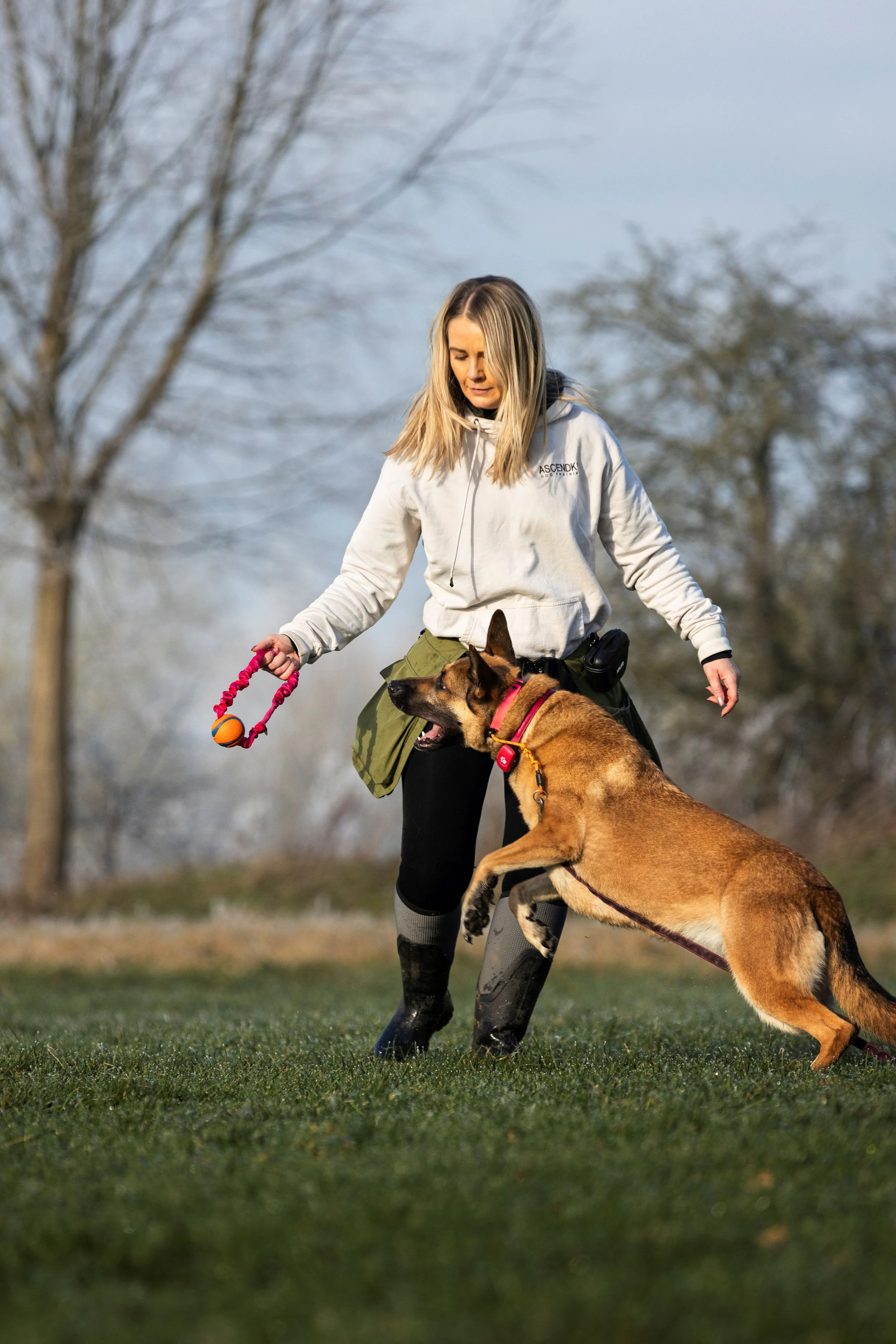 Woman training Belgian Malinois dog outdoors on grassy field during daytime, woman holding a pink dog toy, woman wearing a light gray hoodie, black leggings, and boots, dog jumping with playful expression.