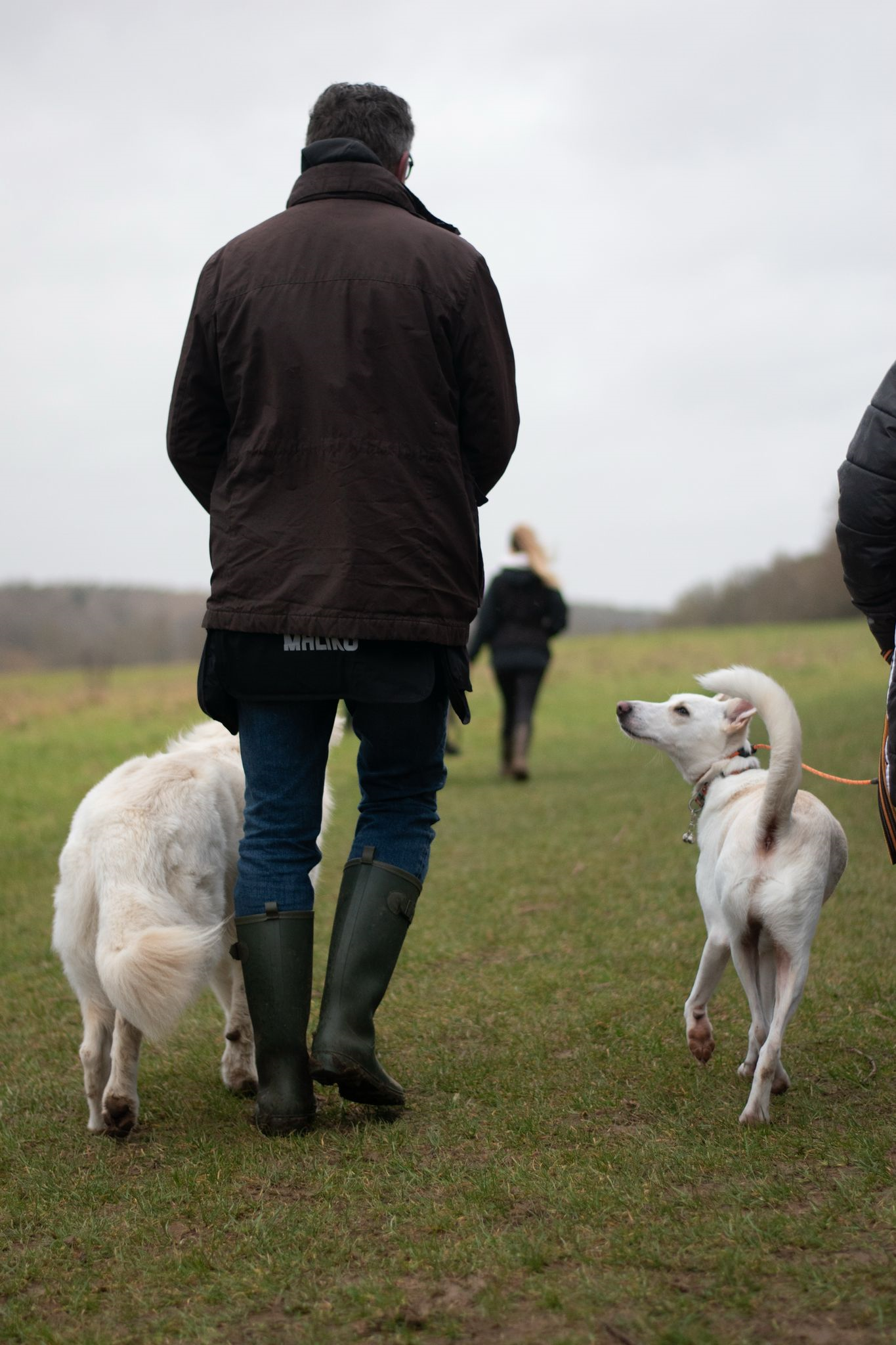People walking and standing in a grassy outdoor field with dogs on leashes, overcast sky.