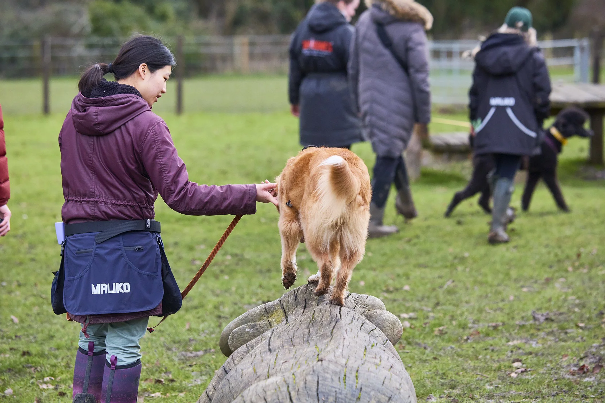 Dog Training Group Classes in Essex & Hertfordshire | ASCENDK9 ...