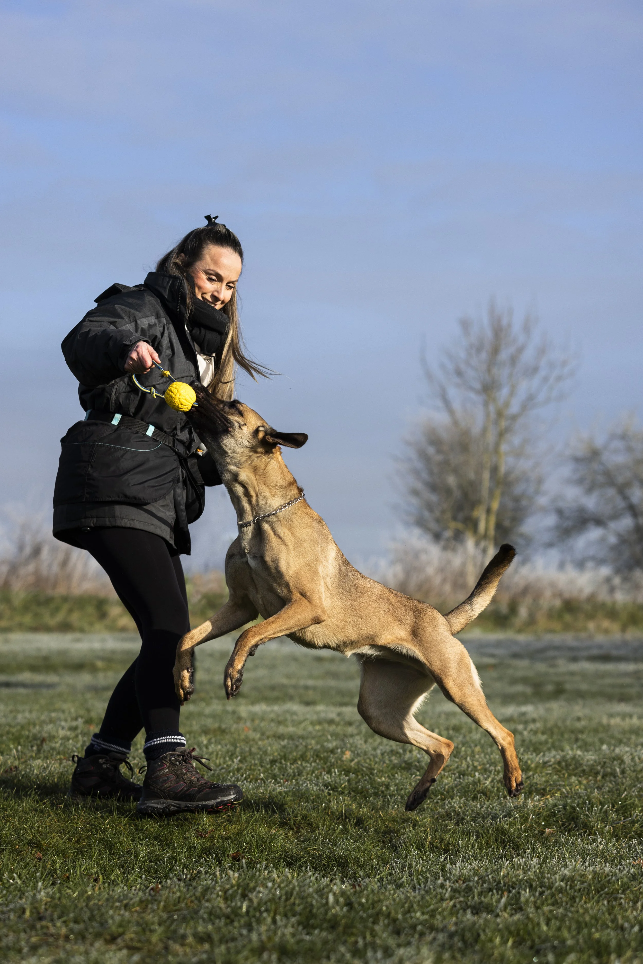 A woman in outdoor clothing playing tug-of-war with a Belgian Malinois dog holding a yellow toy