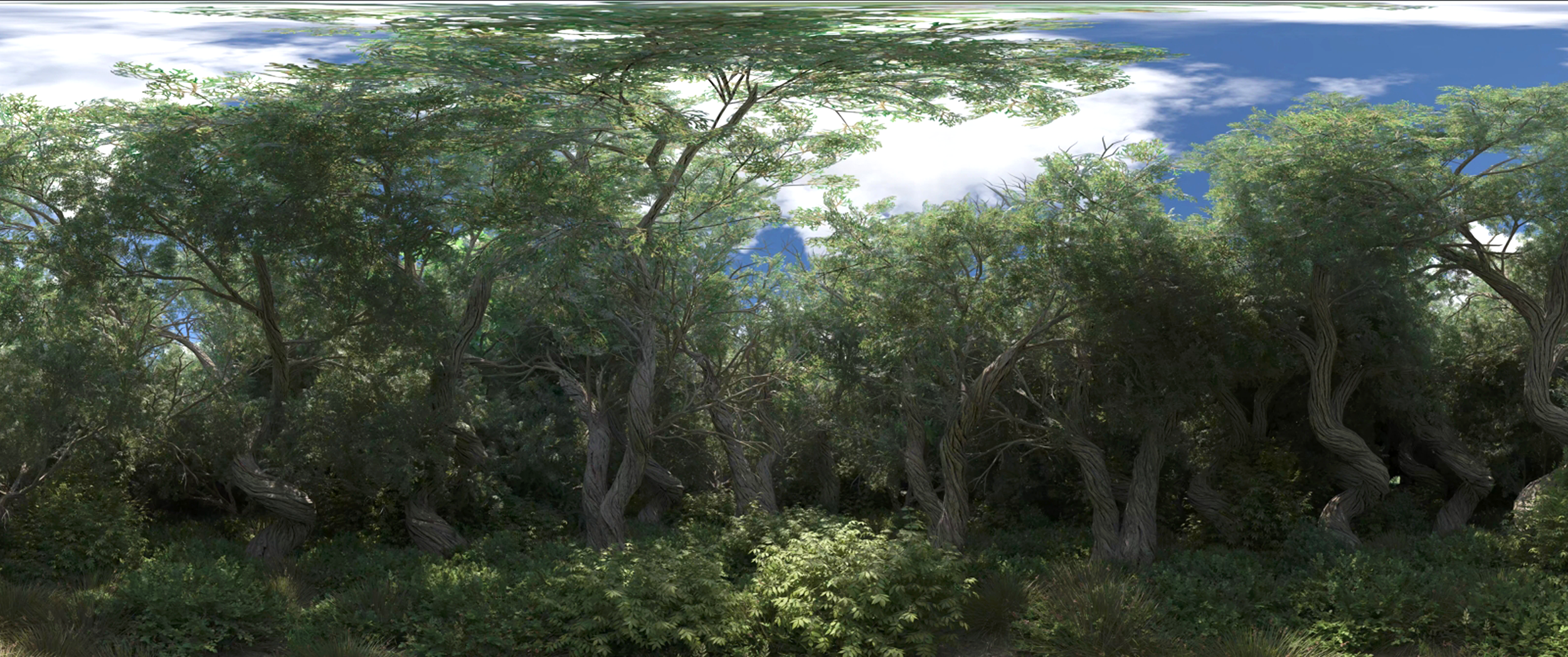 Forest B