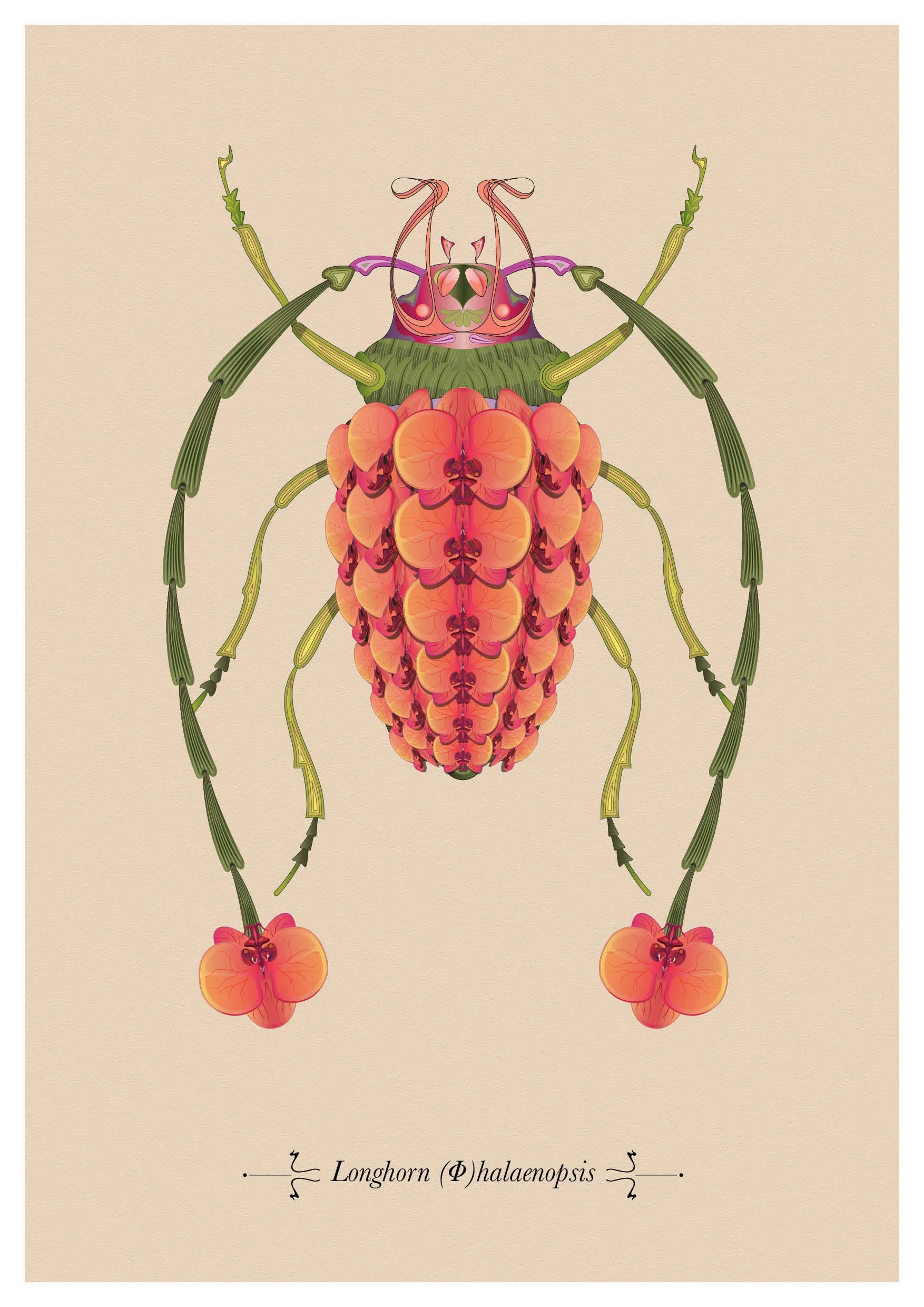 A3 Longhorn Phaleonopis Print