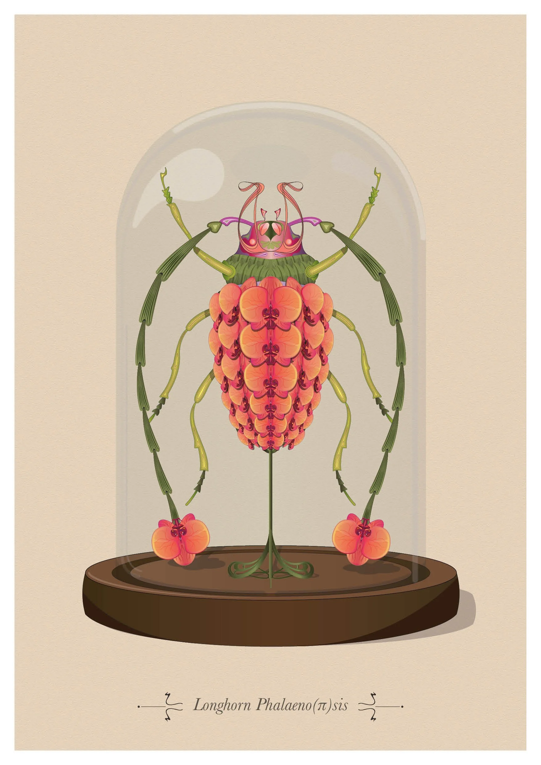 A3 Longhorn Phalaenopsis