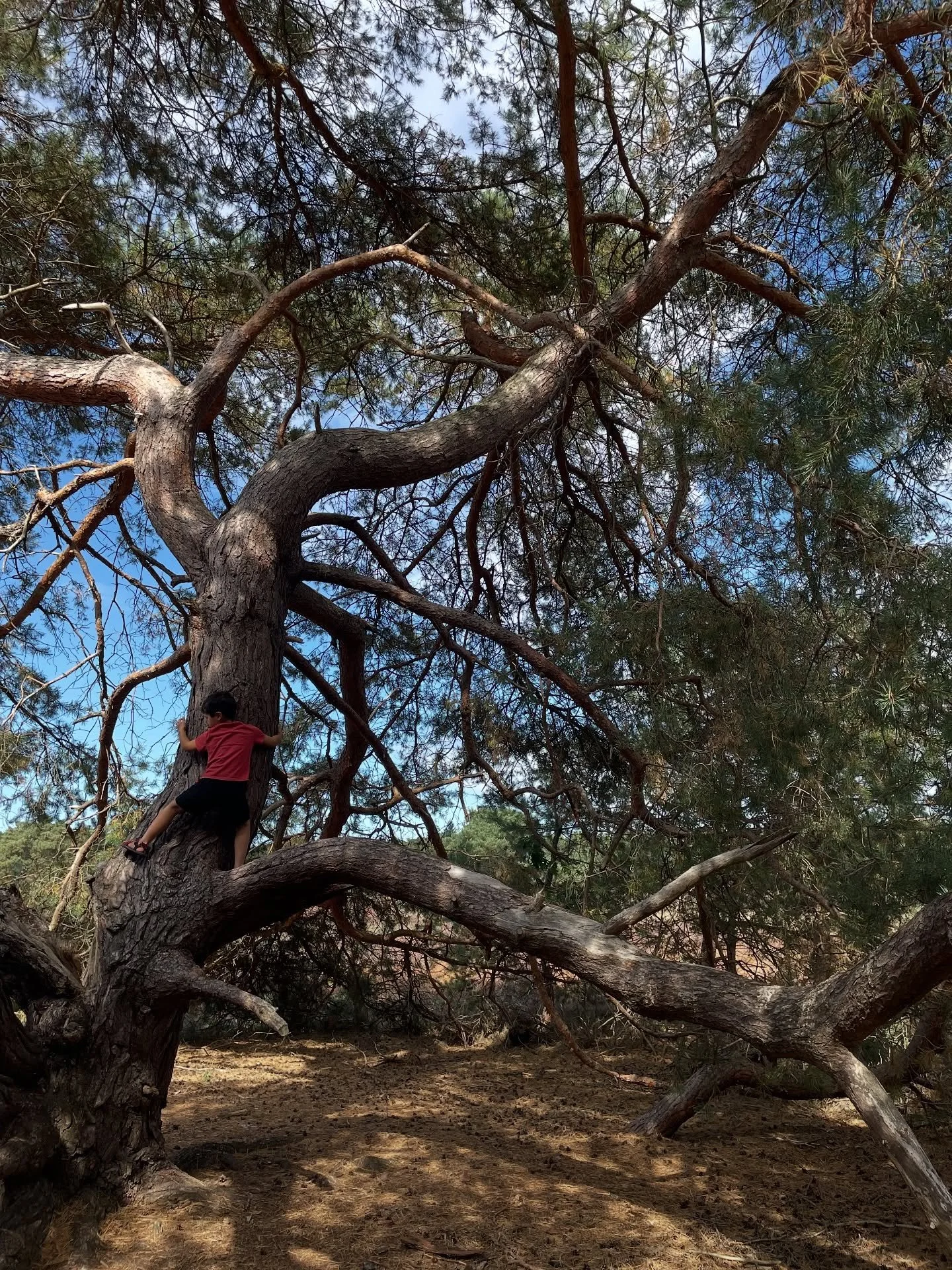 De Stiphoutse Bossen 🌳 
Een dag vol klimmen, ontdekken en spelen tussen de bomen. Wij genieten ervan om te zien hoe beweging, nieuwsgierigheid en natuur samenkomen wanneer kinderen de vrijheid krijgen om hun gevoel voor avontuur te volgen! 
#natur