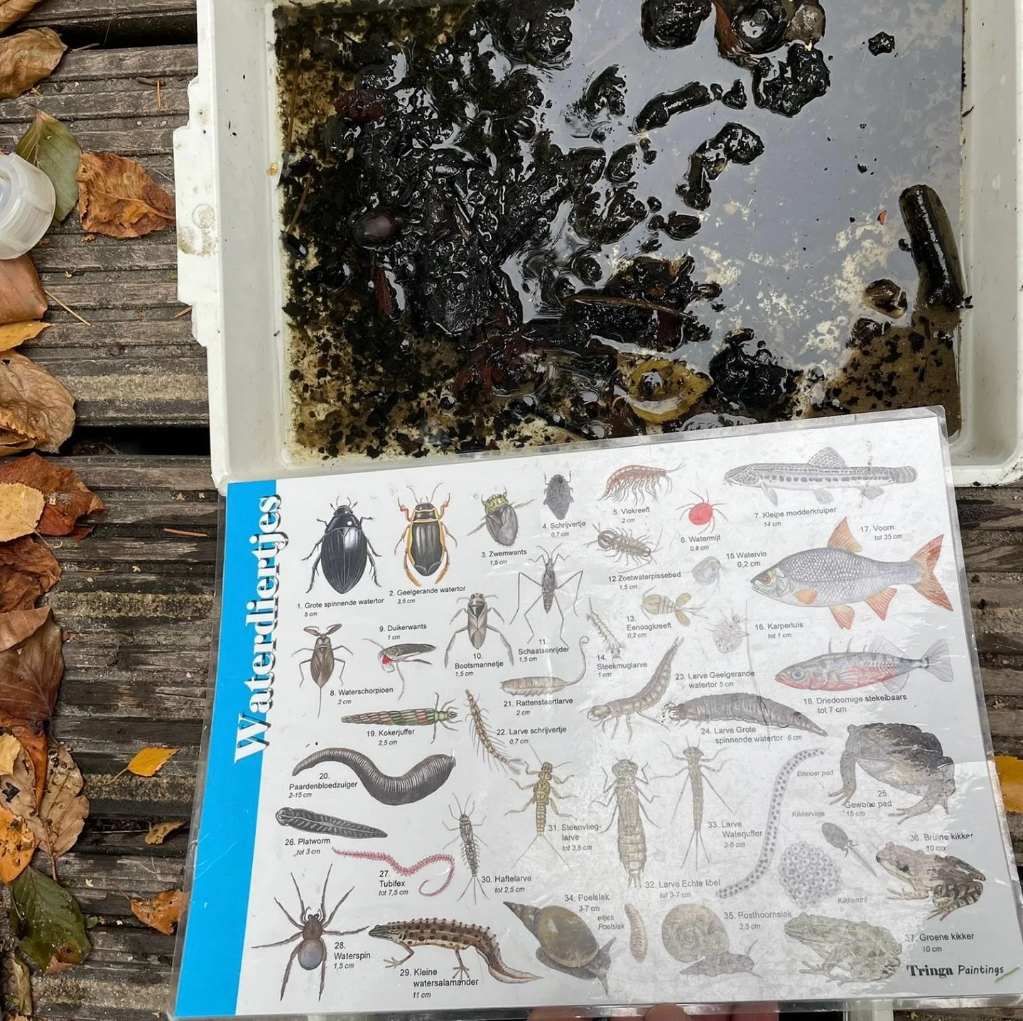 Het leven in en om het water ontdekken 🌿 
De kinderen volgden het waadpad bij Kienehoef, waar ze planten, insecten en kleine dieren vonden en die later onderzochten in het waterlaboratorium. Een leerzame dag vol nieuwsgierigheid, verbinding en spel