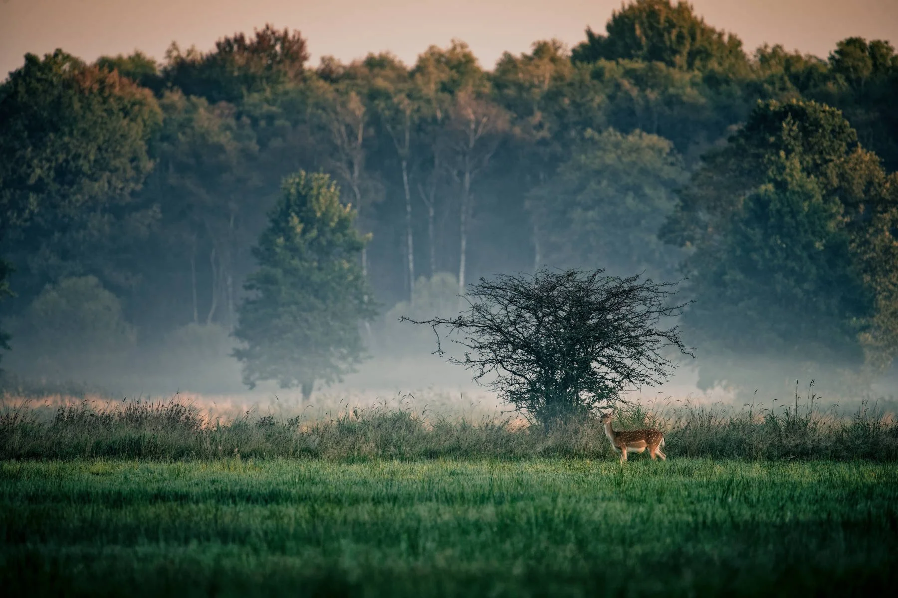 Deers_A7300324_base_web.jpg