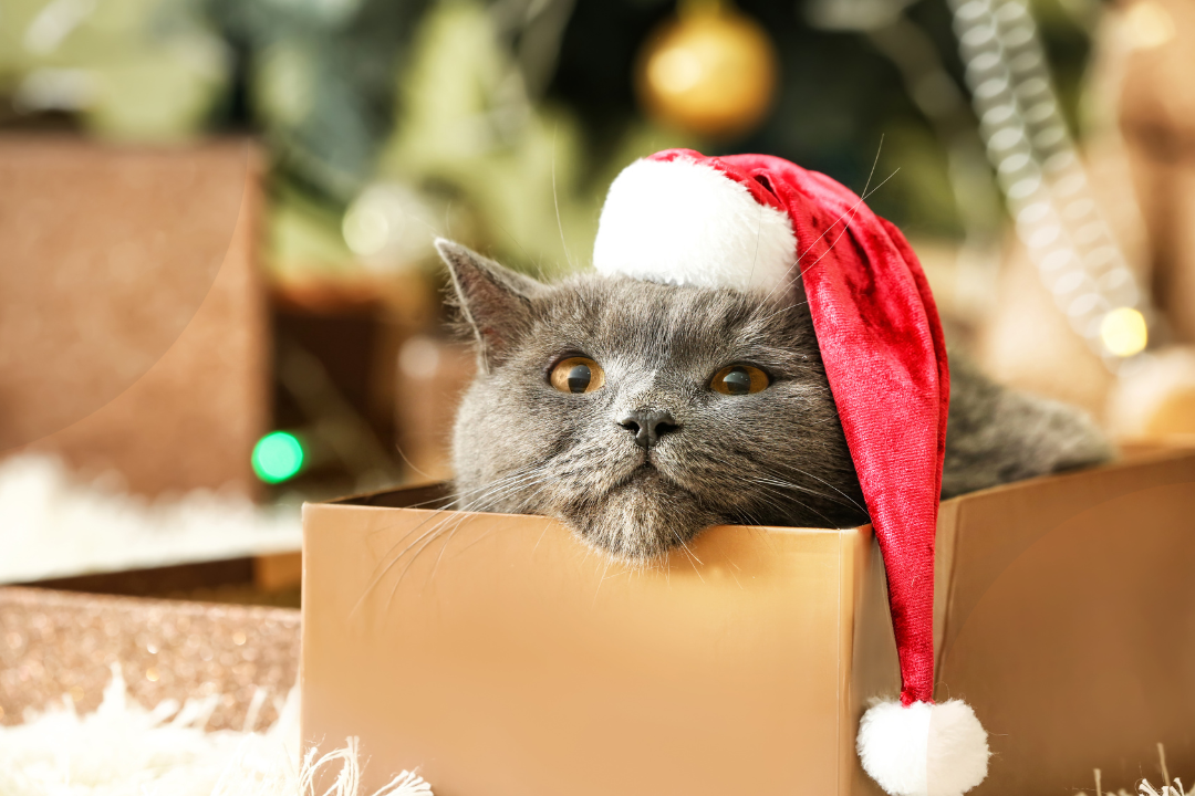 3 practical ways working with a mortgage broker can get you “in by Christmas”