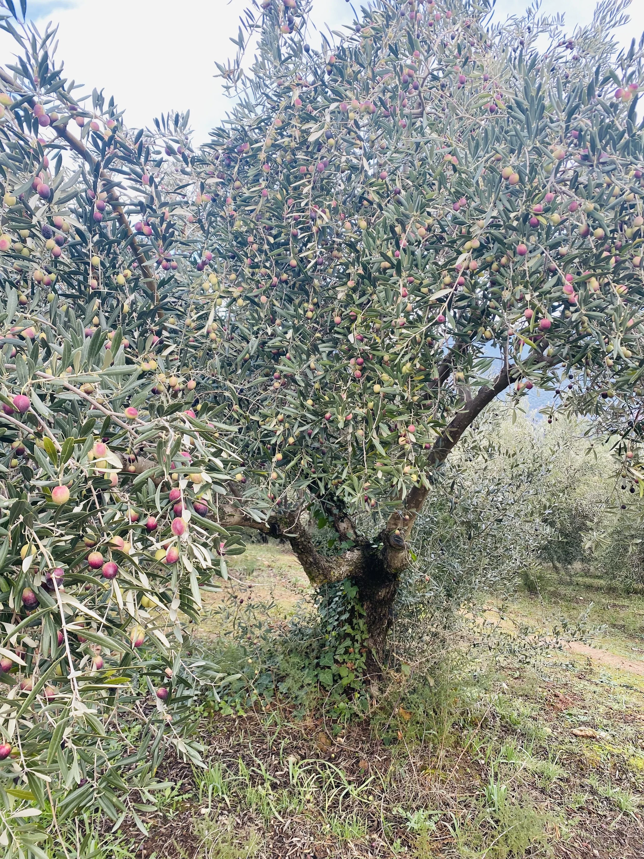 Freedom is calling ! ❤️