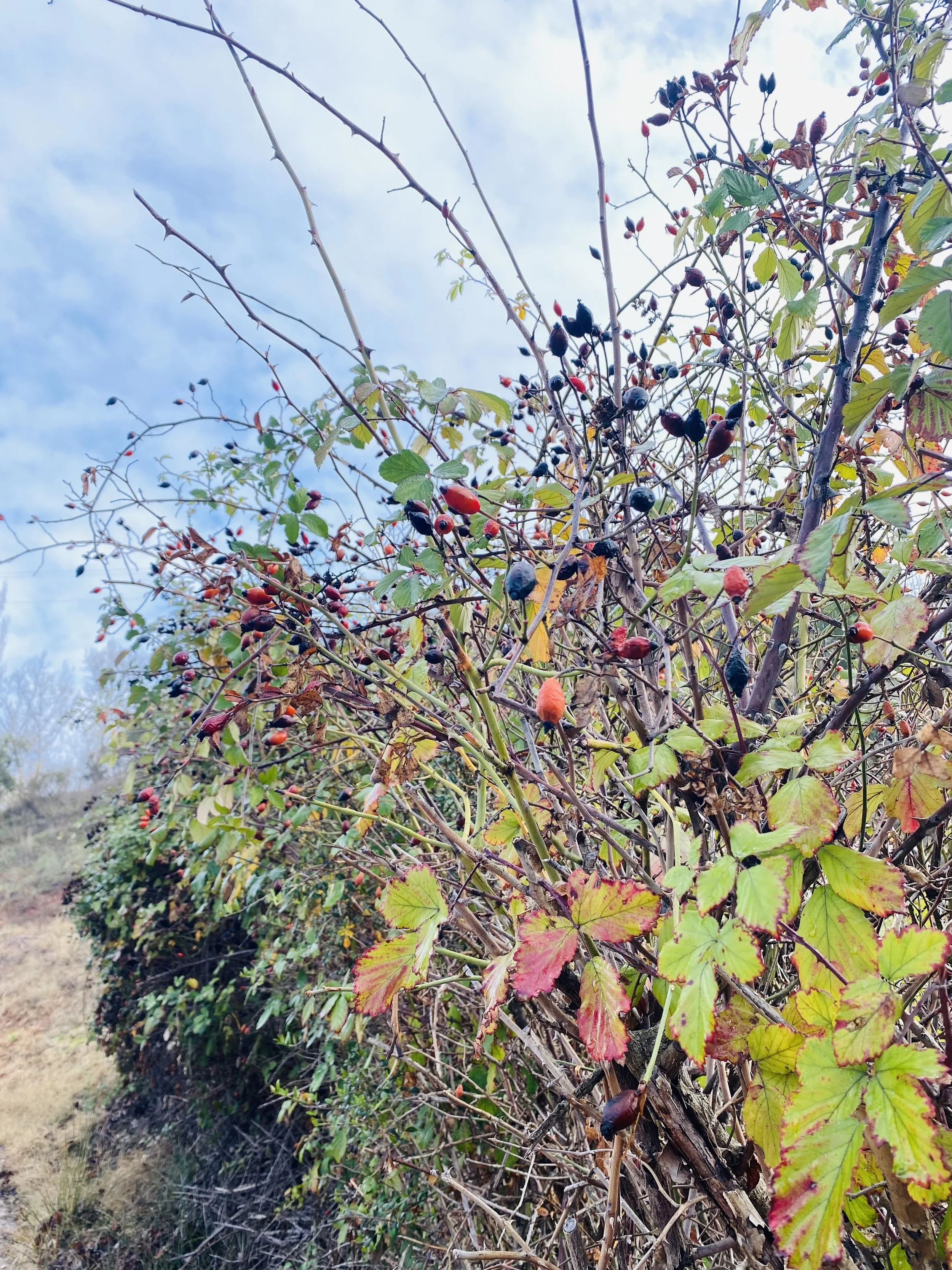 New Life, Health is in the Blood.