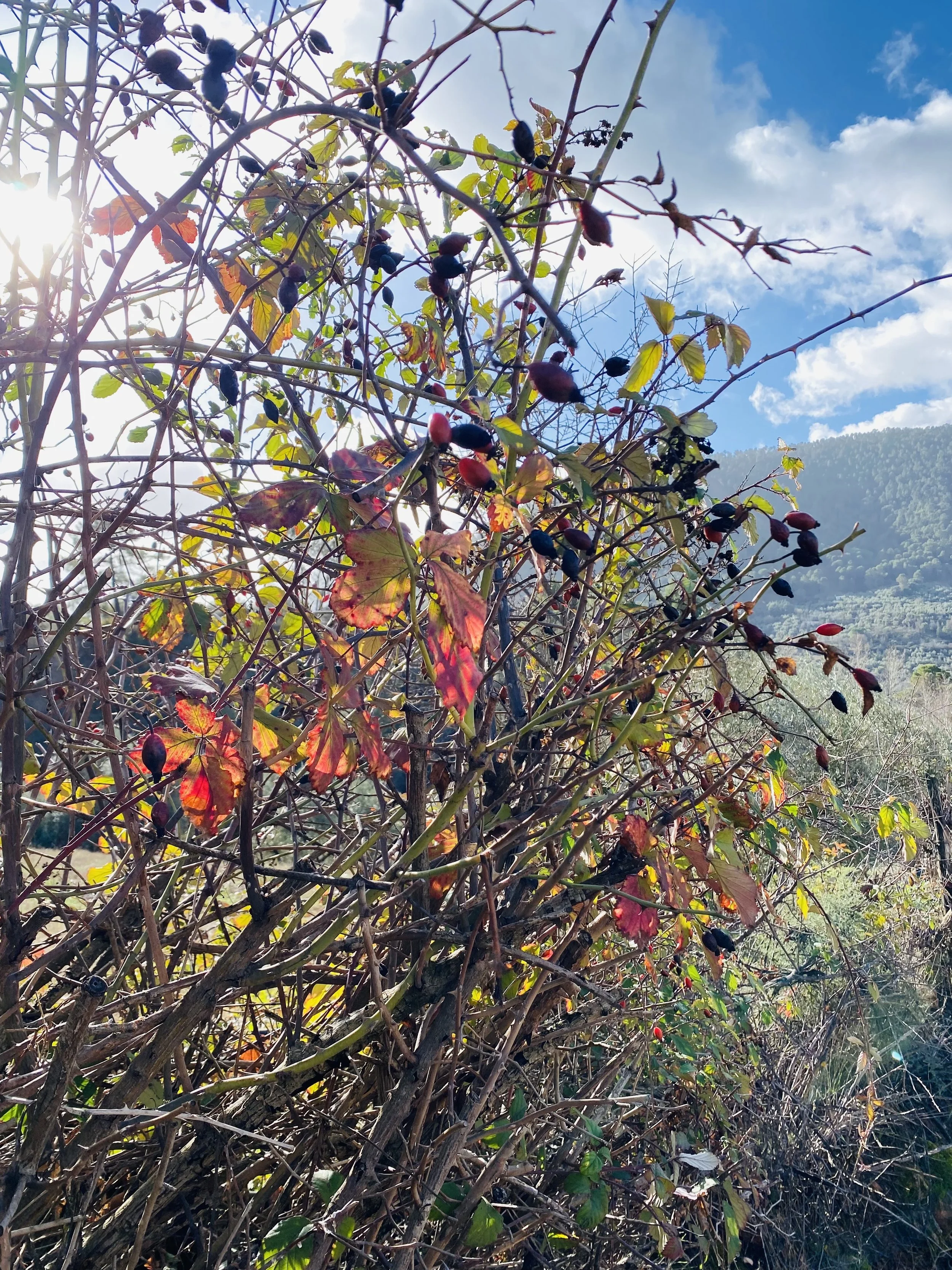 🌈Healing Miracles pouring out!🌤️🕊️