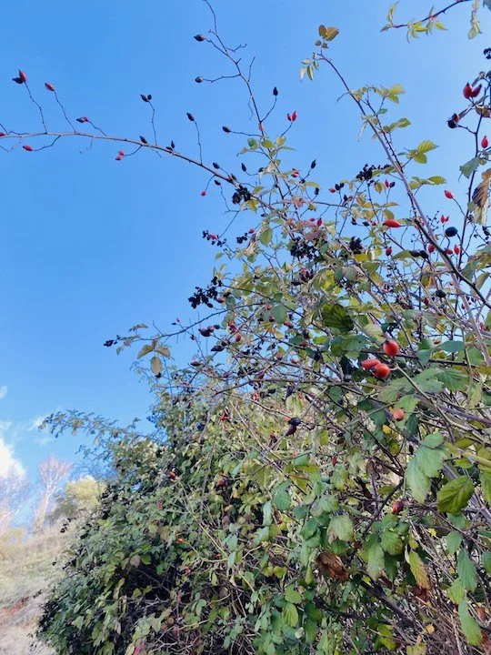 🌈The Good Truthful Health Report🕊️ 