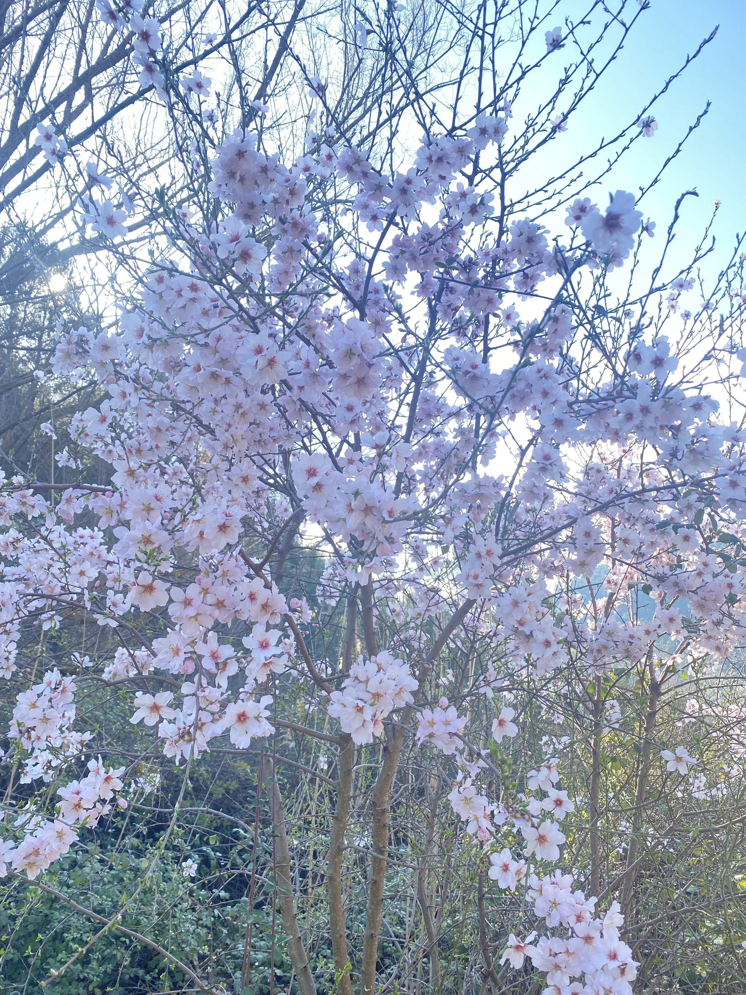 🕊️Hope &amp; Health.