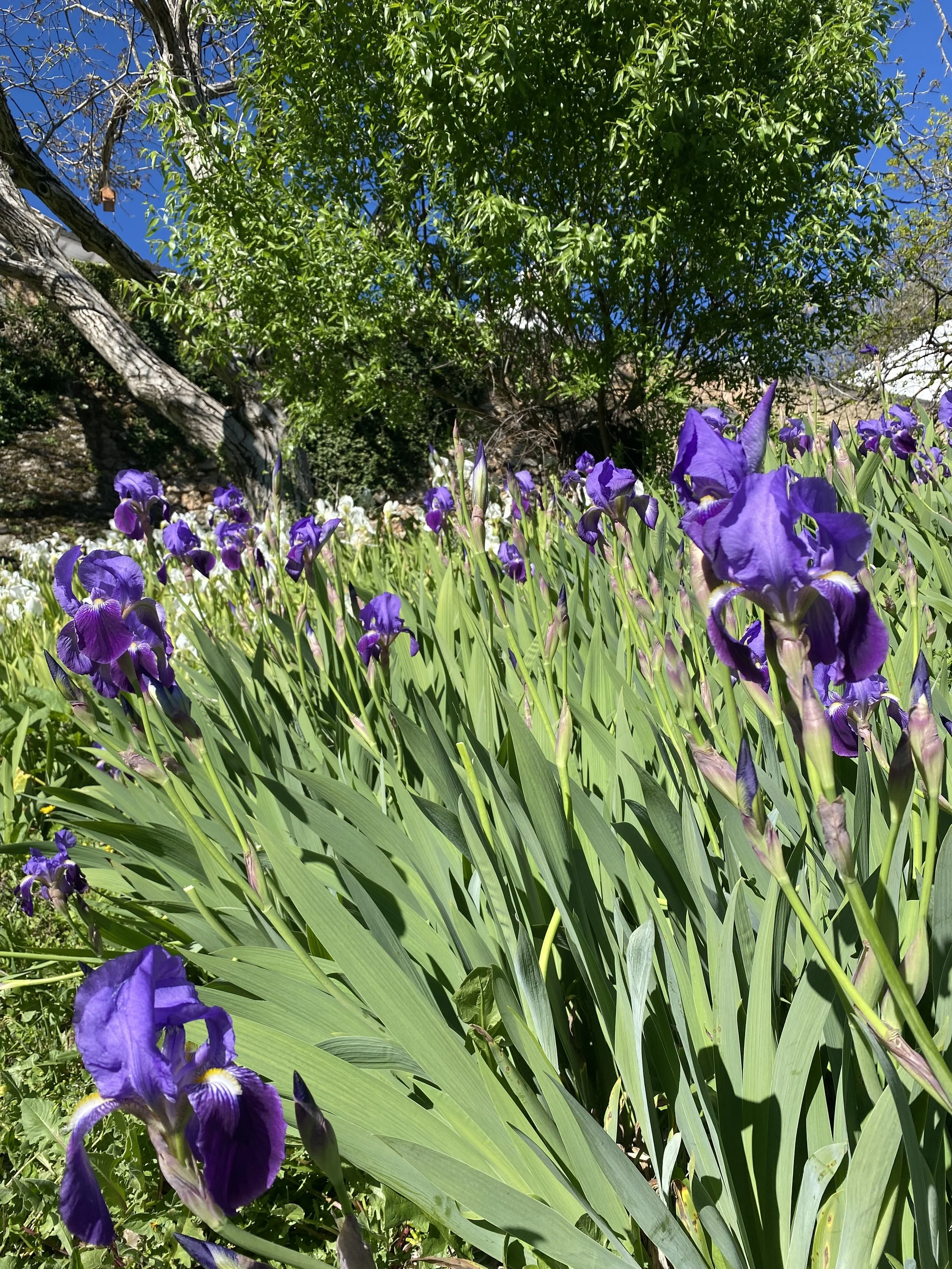 What’s hindering the Thyroid healing? 🕊️…&nbsp;