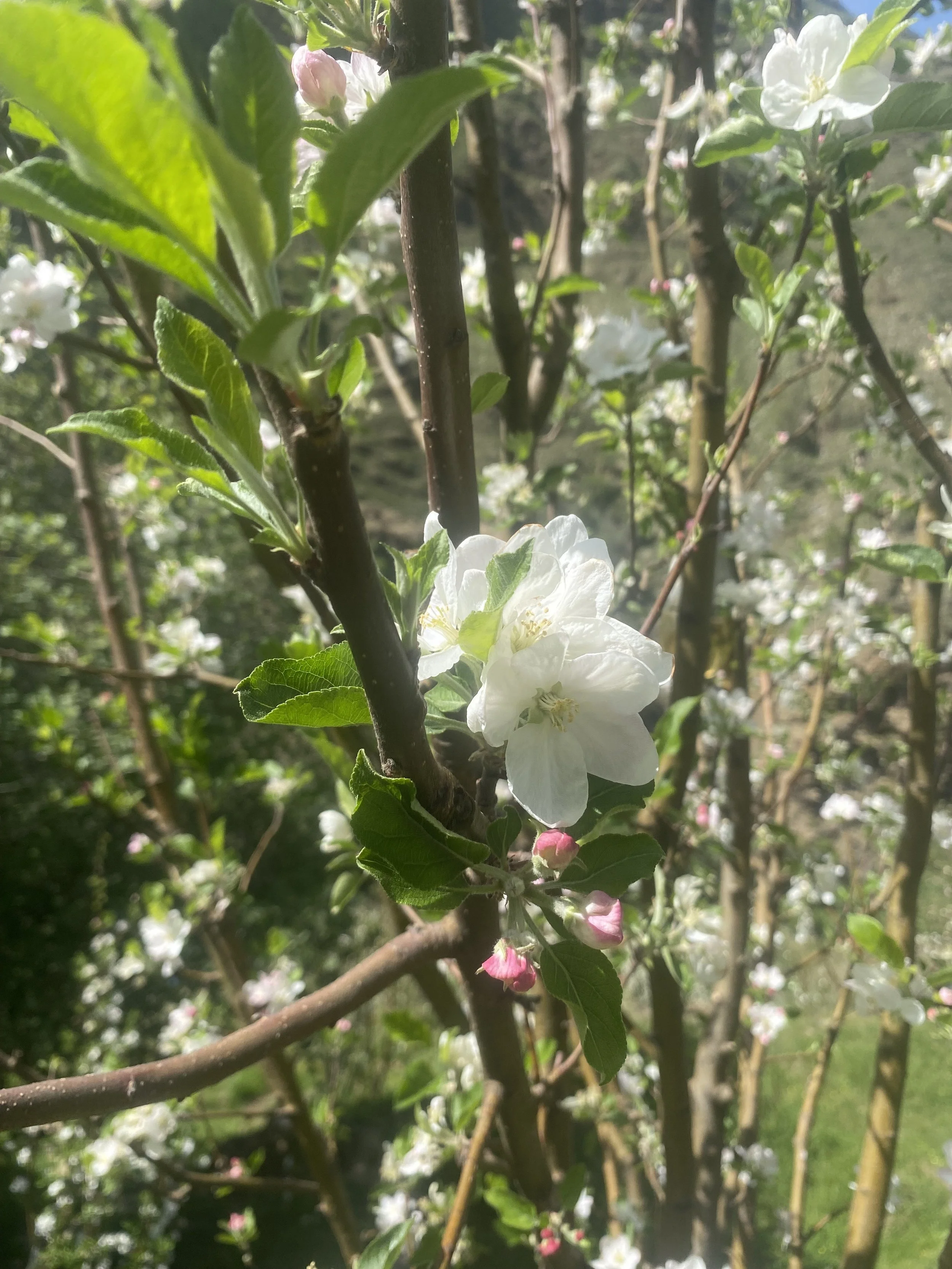 6 month Deep healing, Health & wellbeing Consultancy package