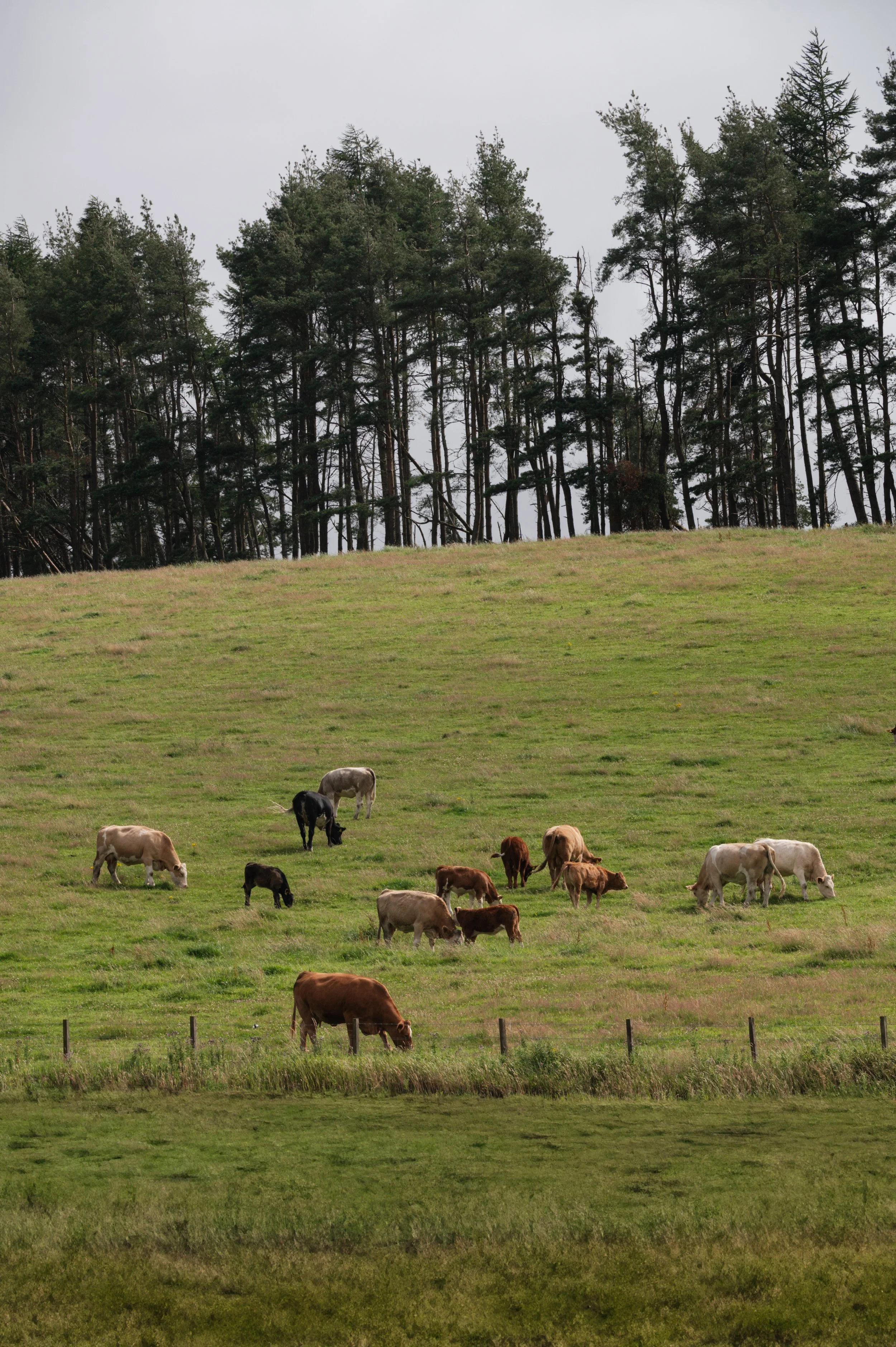 Dunsinnan - macbeth's bothy landscape1.jpg
