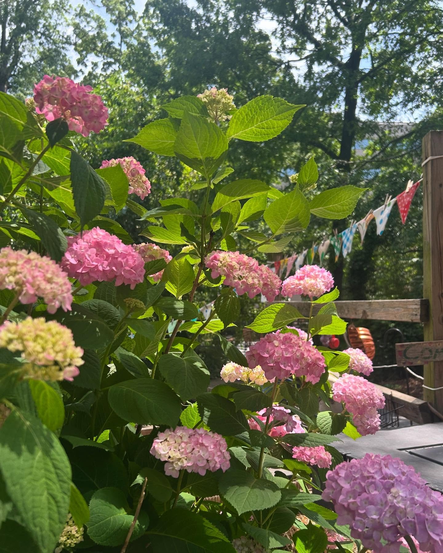 The garden at the preschool is really showing off lately. Just a few blooms from today!