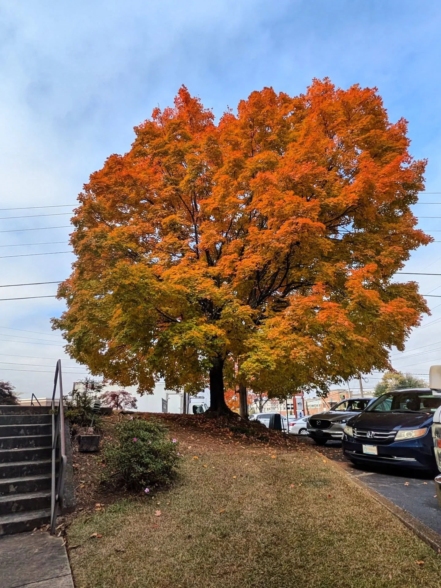 I got to see my favorite tree in Decatur in all her autumnal glory today!