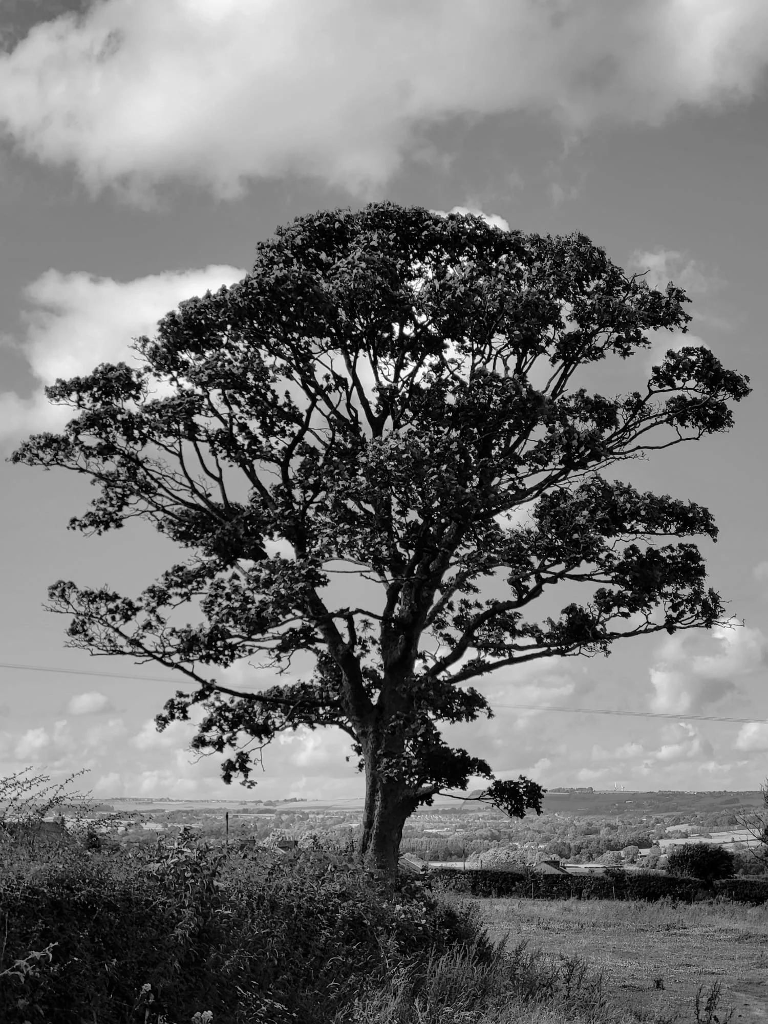 Beneath the tree new stories were written